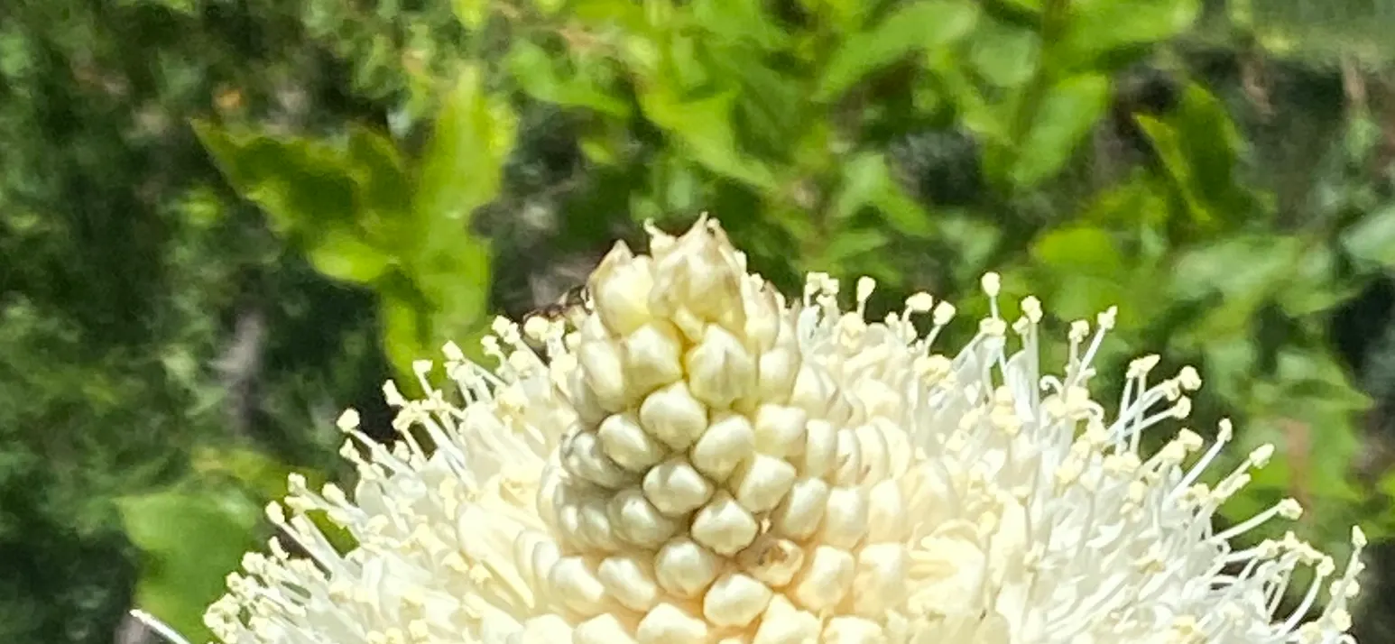 Sacahuista (Nolina microcarpa) — green and white flowers in the garden; making it ideal for water-wise landscapes and xeriscaping designs