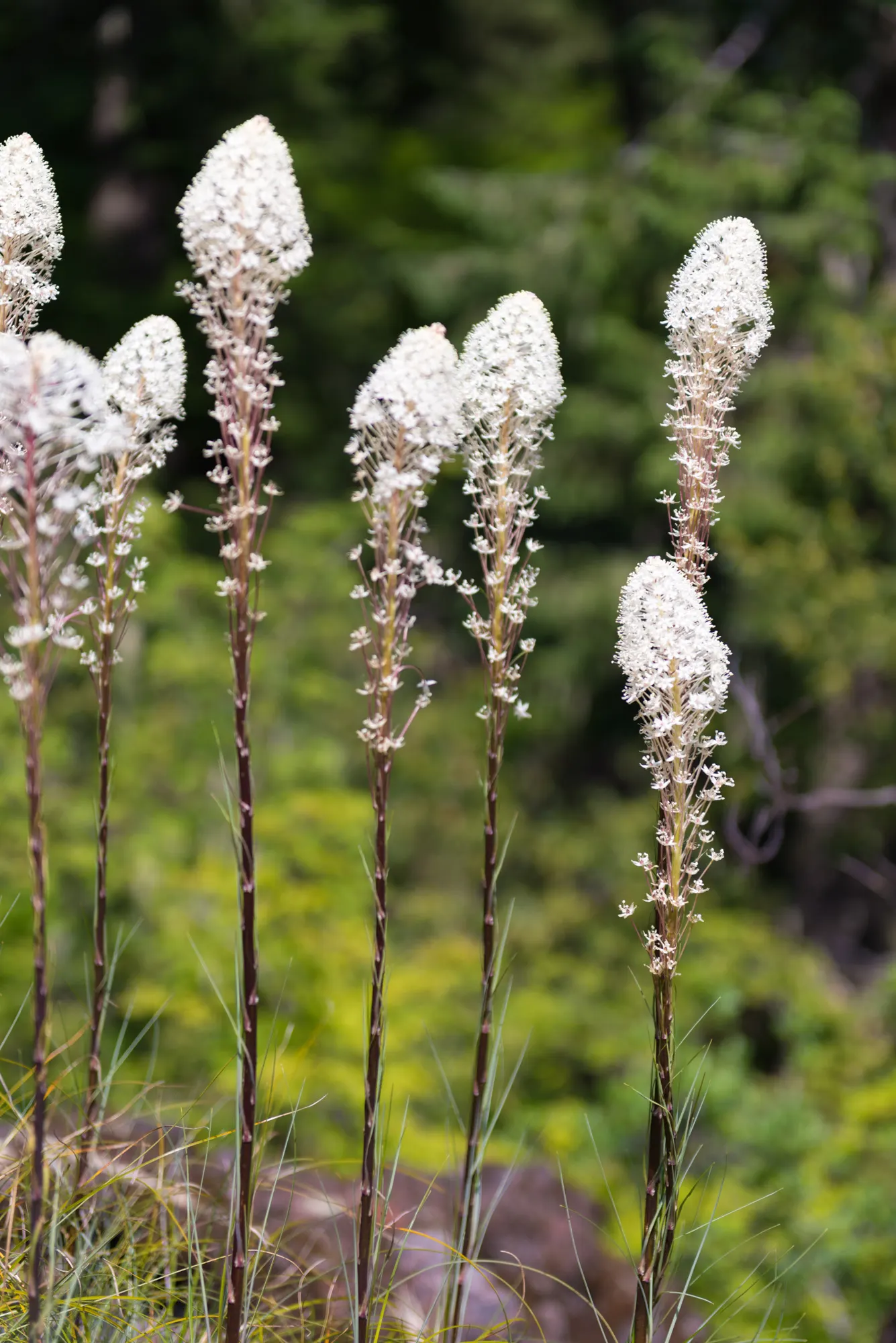 Sacahuista (Nolina microcarpa) — green and white flowers in the garden