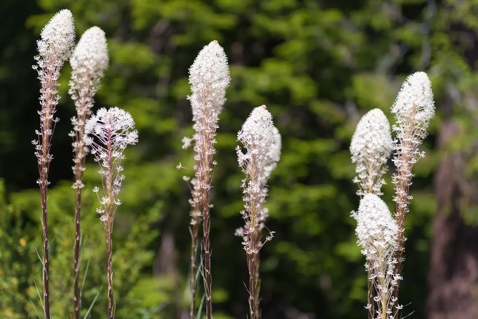 Sacahuista (Nolina microcarpa) — This hardy plant prefers full sun and well-drained soils; the Sacahuista produces tall