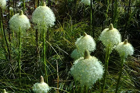 Sacahuista (Nolina microcarpa) — showy flower spikes that can rise 4 to 6 feet above the foliage; capable of withstanding hot and dry conditions typical of