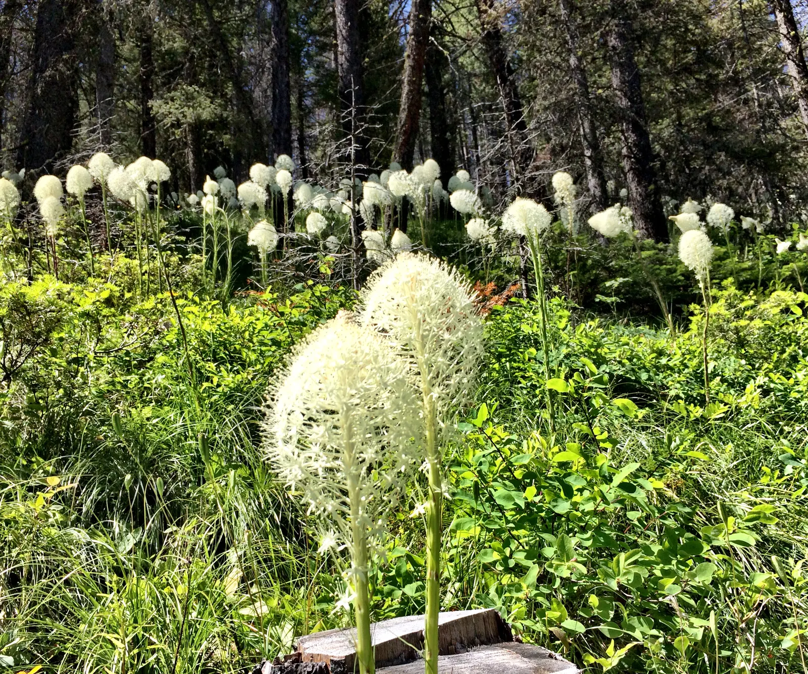 Sacahuista (Nolina microcarpa) — clustered on branched panicles and are followed by tiny; consider its need for full sun and well-drained soil