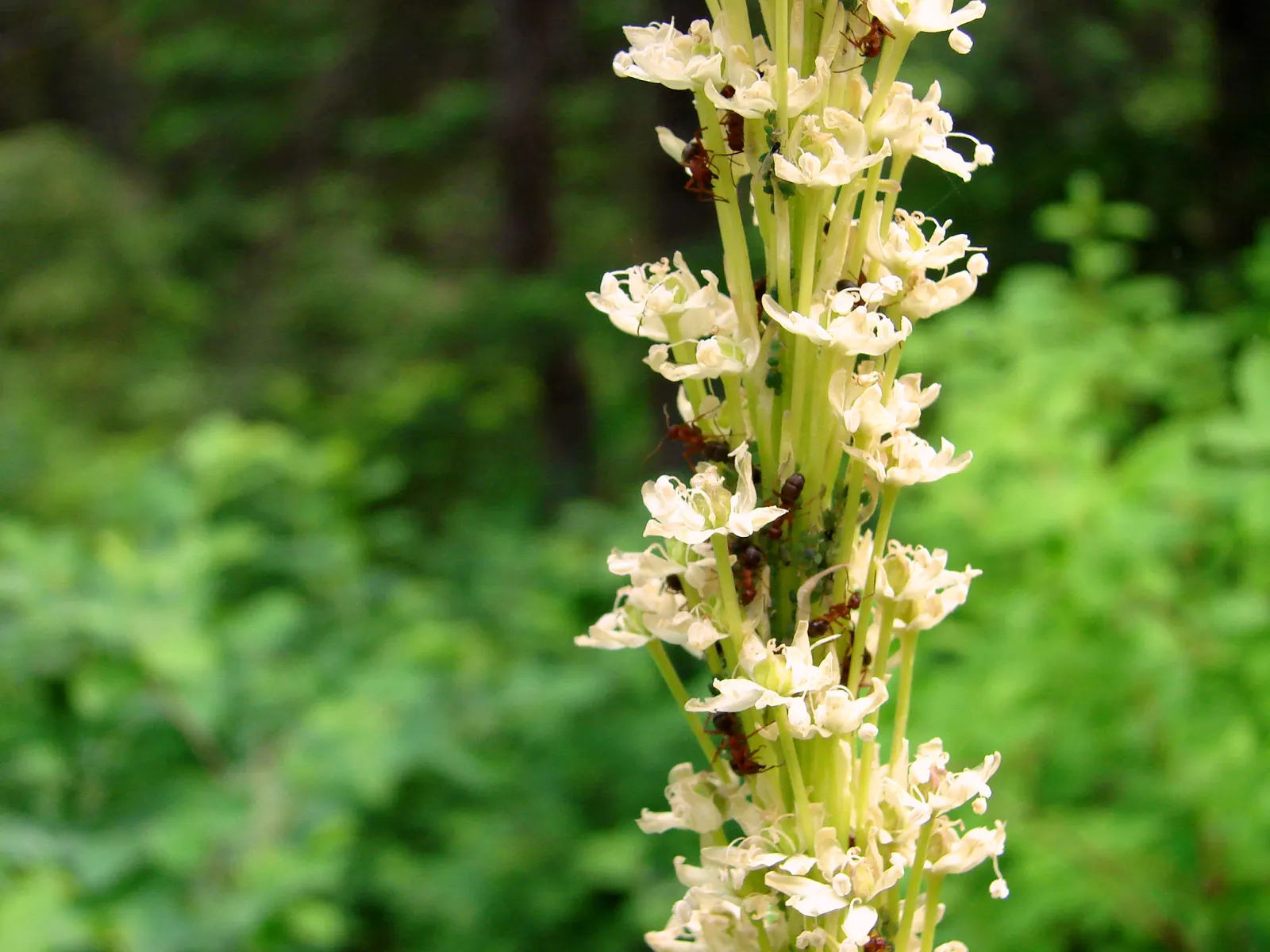 Sacahuista (Nolina microcarpa) — lending a distinct texture and form to garden designs