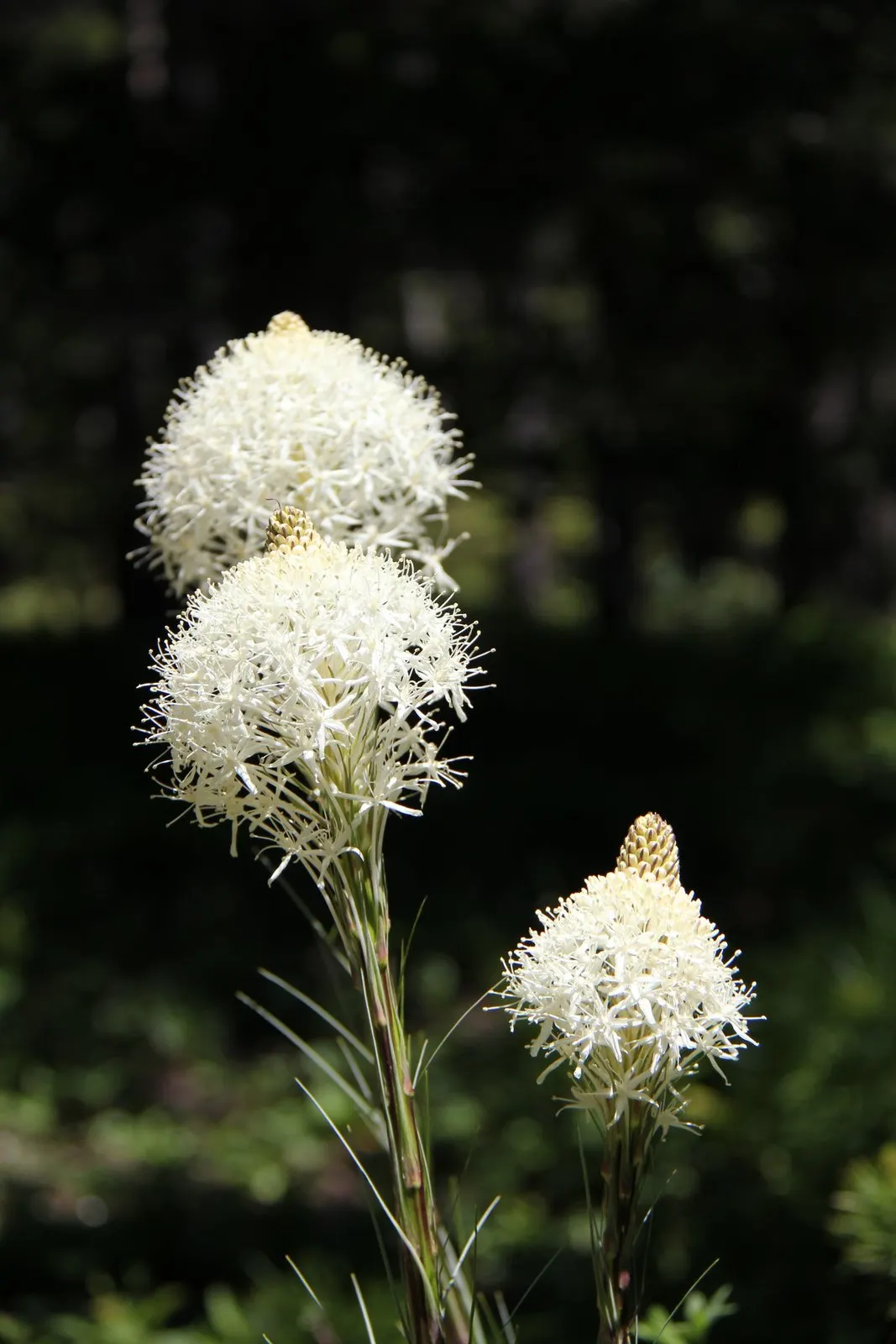 Sacahuista (Nolina microcarpa) — reaching 3-4 feet in length; dry capsules containing seeds