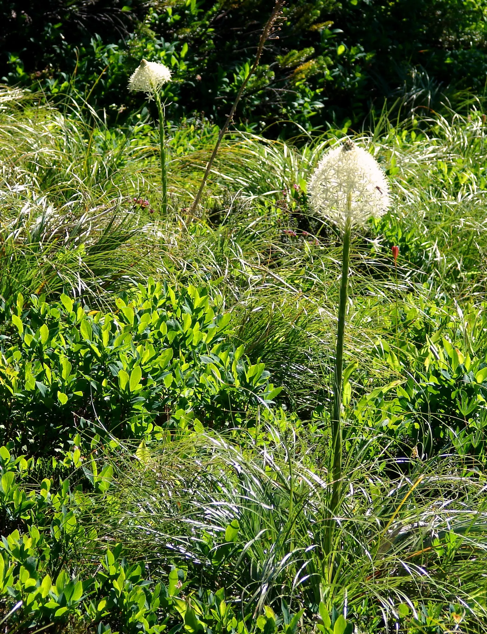 Sacahuista (Nolina microcarpa) — grass for full or half
