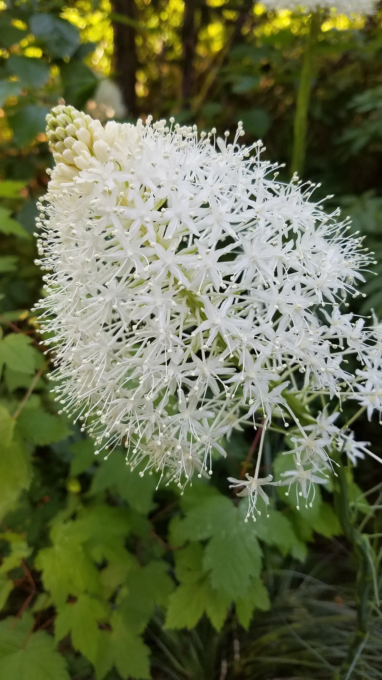 Sacahuista (Nolina microcarpa) — Once established, it requires minimal water, making it ideal for xeriscaping and water-wise gardens; grass for full or half