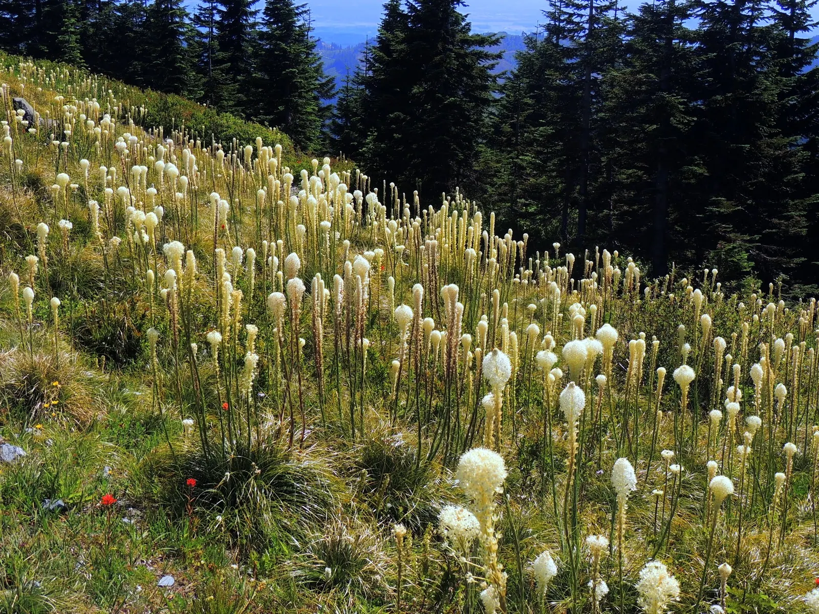 Sacahuista (Nolina microcarpa) — Sacahuista (Nolina microcarpa) is a robust, drought-tolerant perennial, thriving in zones 7-10