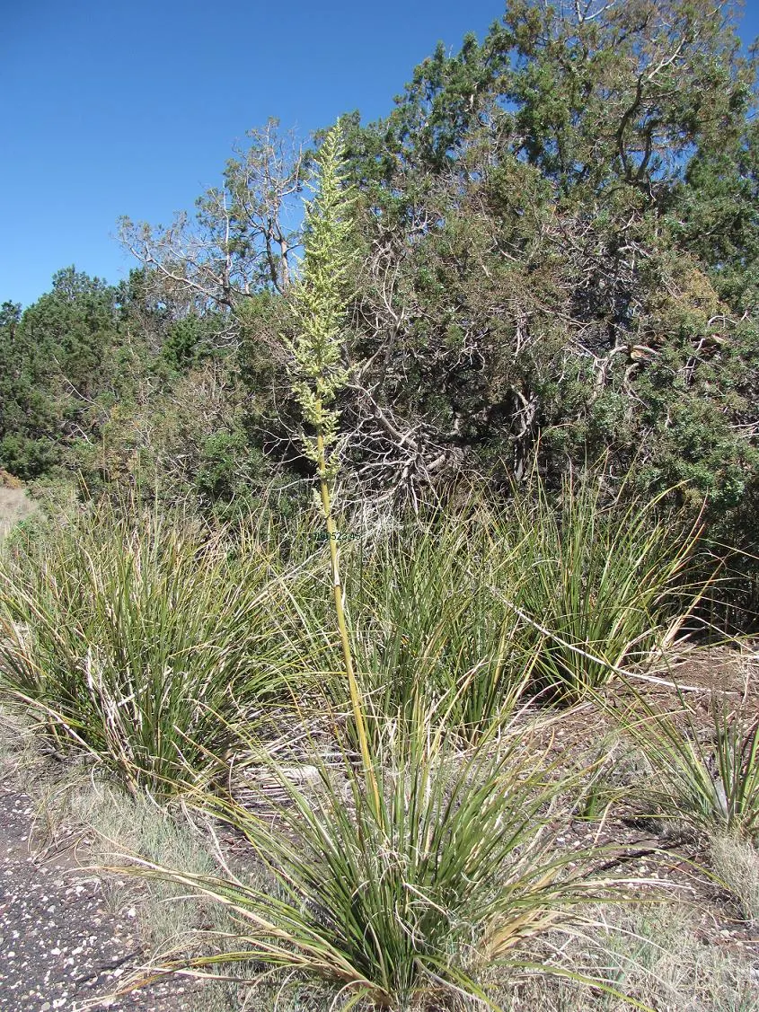Sacahuista (Nolina microcarpa) — native to the southwestern United States