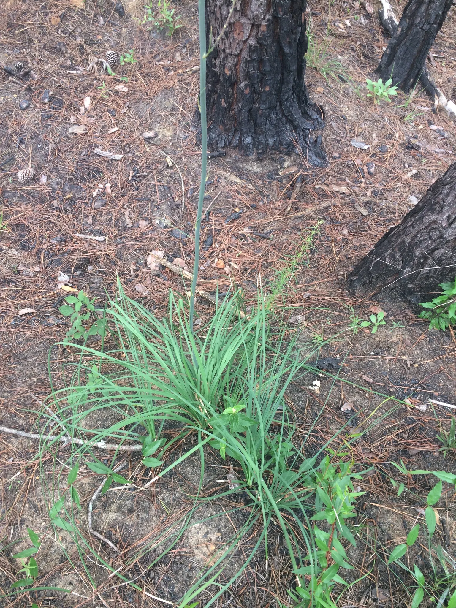 Sacahuista (Nolina microcarpa) — consider its need for full sun and well-drained soil; clustered on branched panicles and are followed by tiny