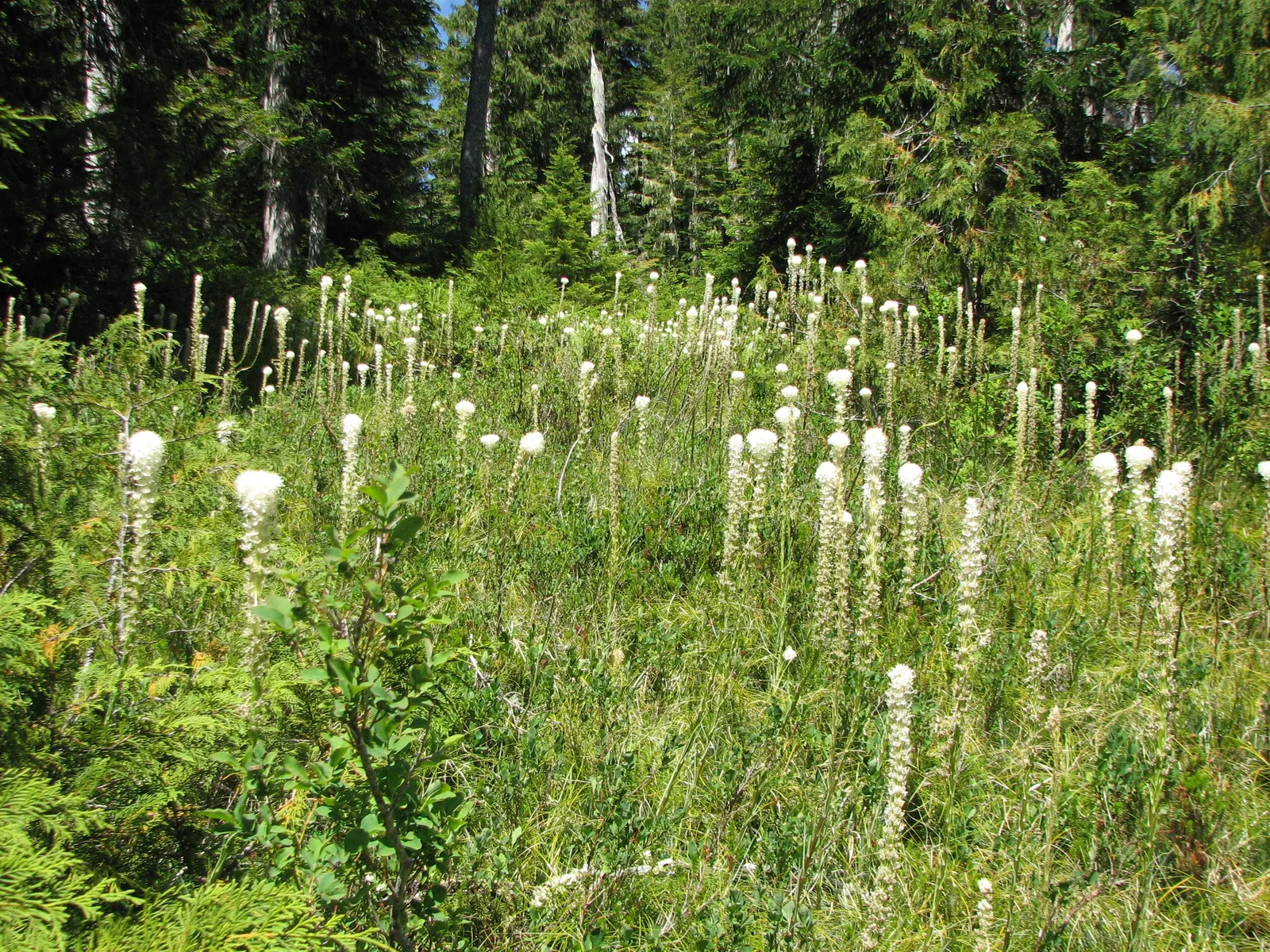 Sacahuista (Nolina microcarpa) — making it ideal for water-wise landscapes and xeriscaping designs; green and white flowers in the garden