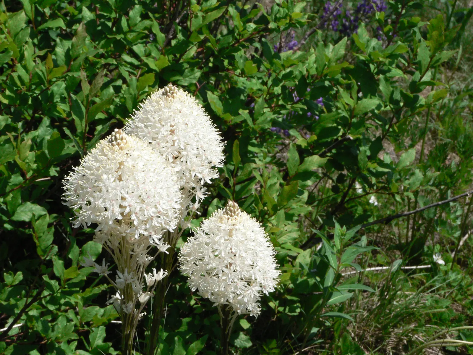 Sacahuista (Nolina microcarpa) — capable of withstanding hot and dry conditions typical of desert climates