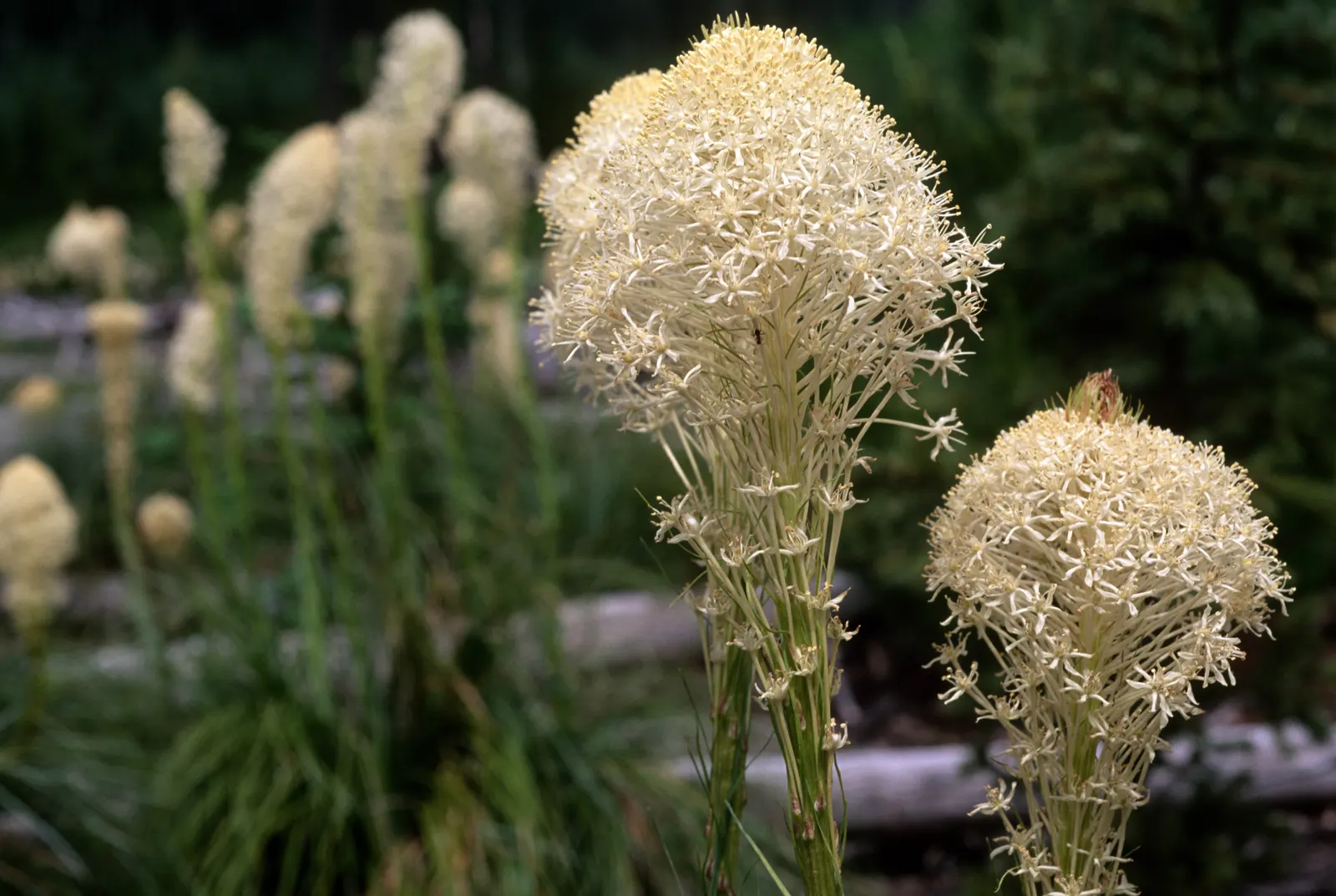 Sacahuista (Nolina microcarpa) — This hardy plant prefers full sun and well-drained soils