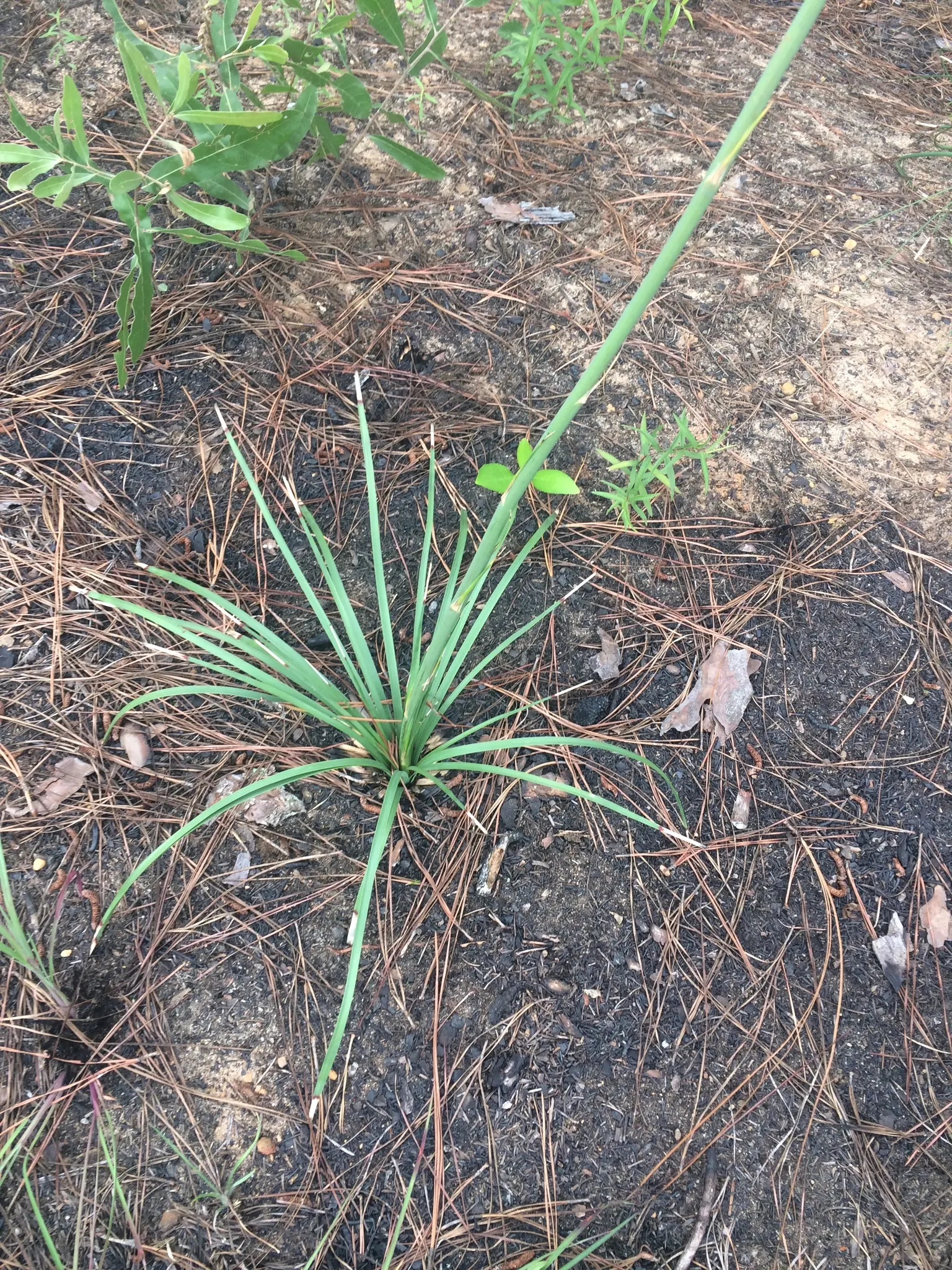 Sacahuista (Nolina microcarpa) — grass-like leaves that can reach lengths of up to 4 feet; the gray-green leaves are rough and fibrous