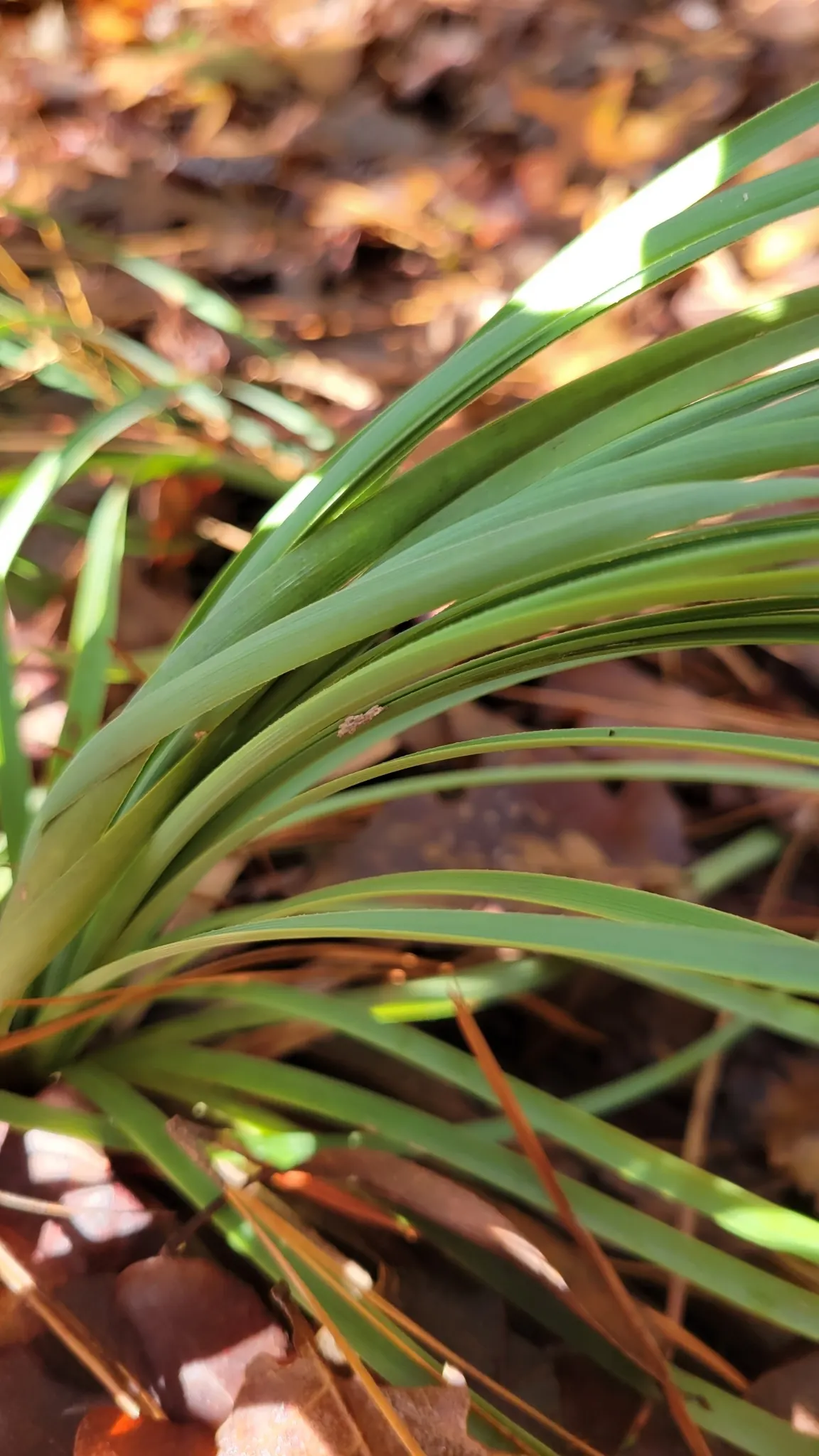 Sacahuista (Nolina microcarpa) — Its cream-colored blooms add subtle elegance in late spring