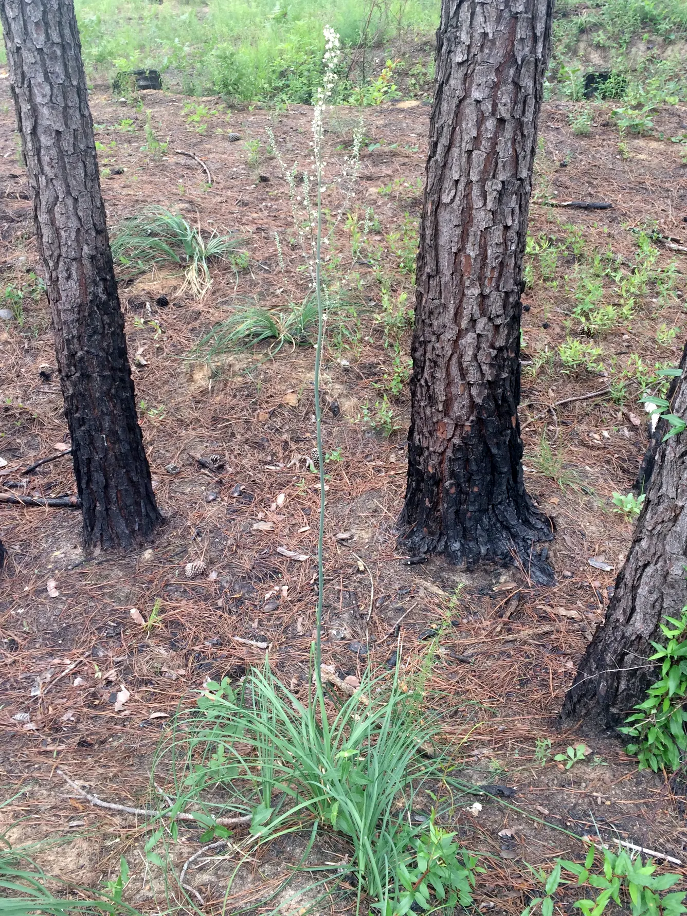 Sacahuista (Nolina microcarpa) — dry capsules containing seeds; reaching 3-4 feet in length