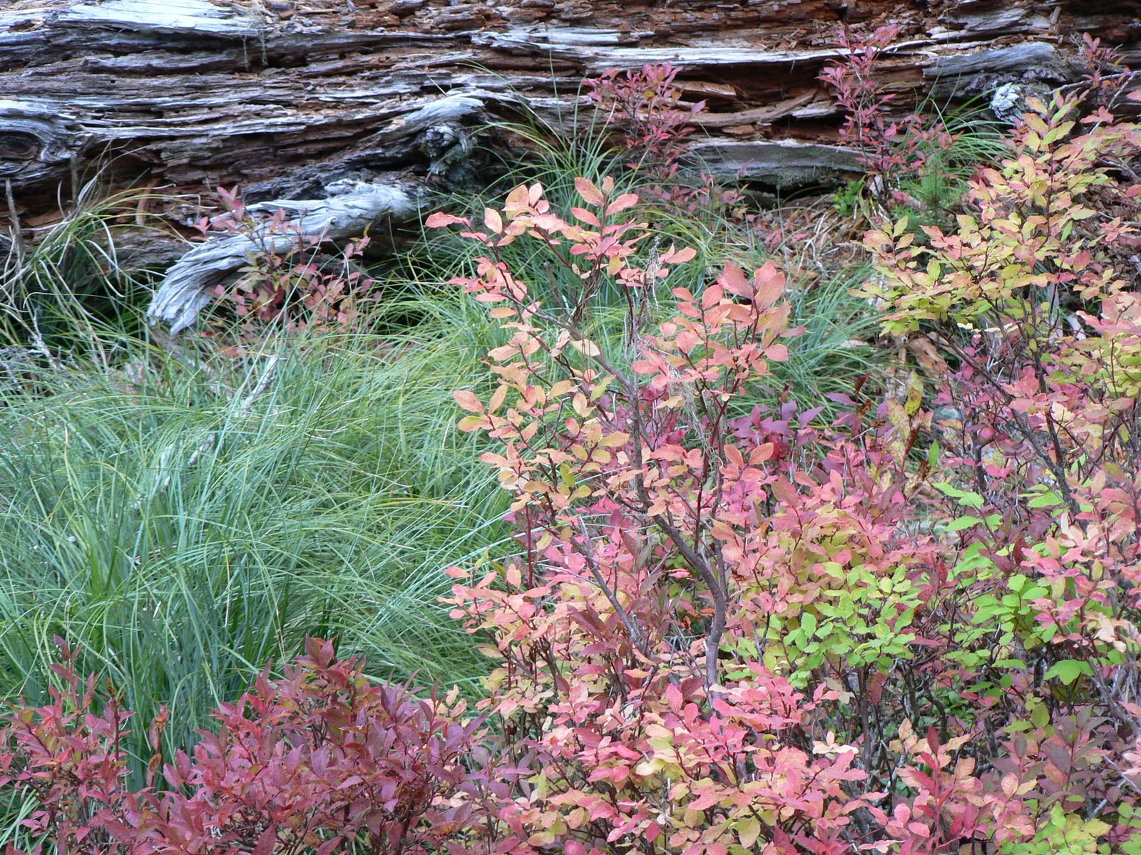 Sacahuista (Nolina microcarpa) — Its foliage forms a dense rosette that may spread across 3 to 6 feet with age; it features a rosette of narrow