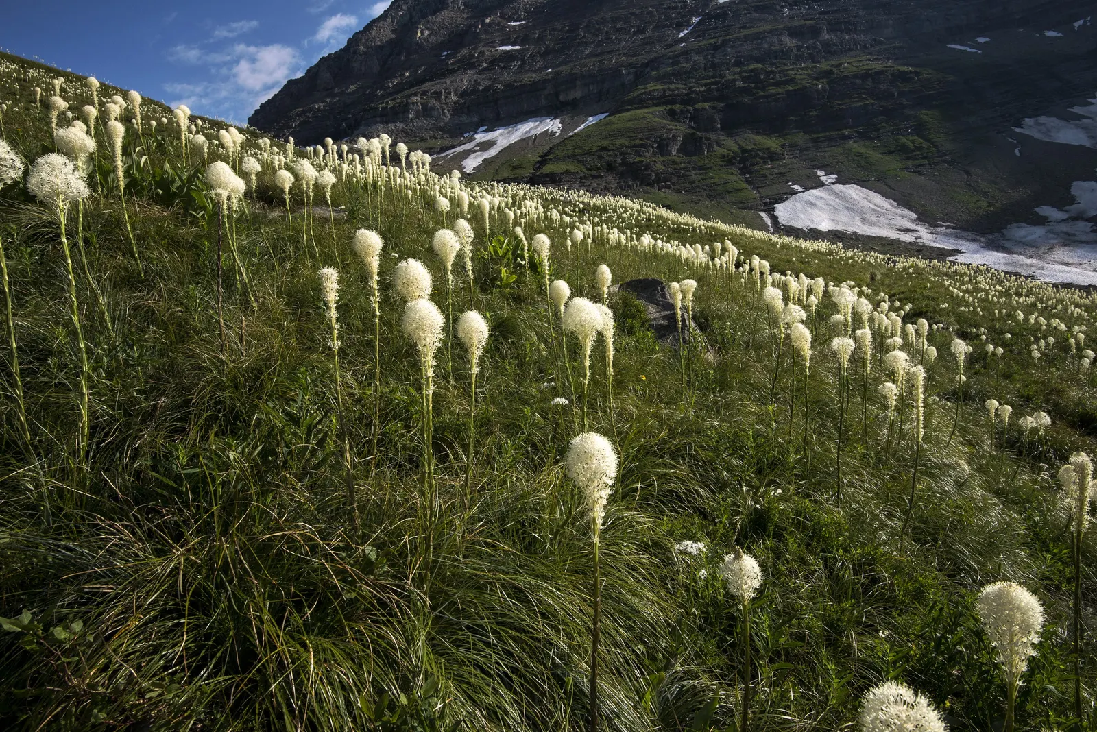 Sacahuista (Nolina microcarpa) — and their edges are finely serrated.<br><br>In late spring to early summer; grass with green and white blooms