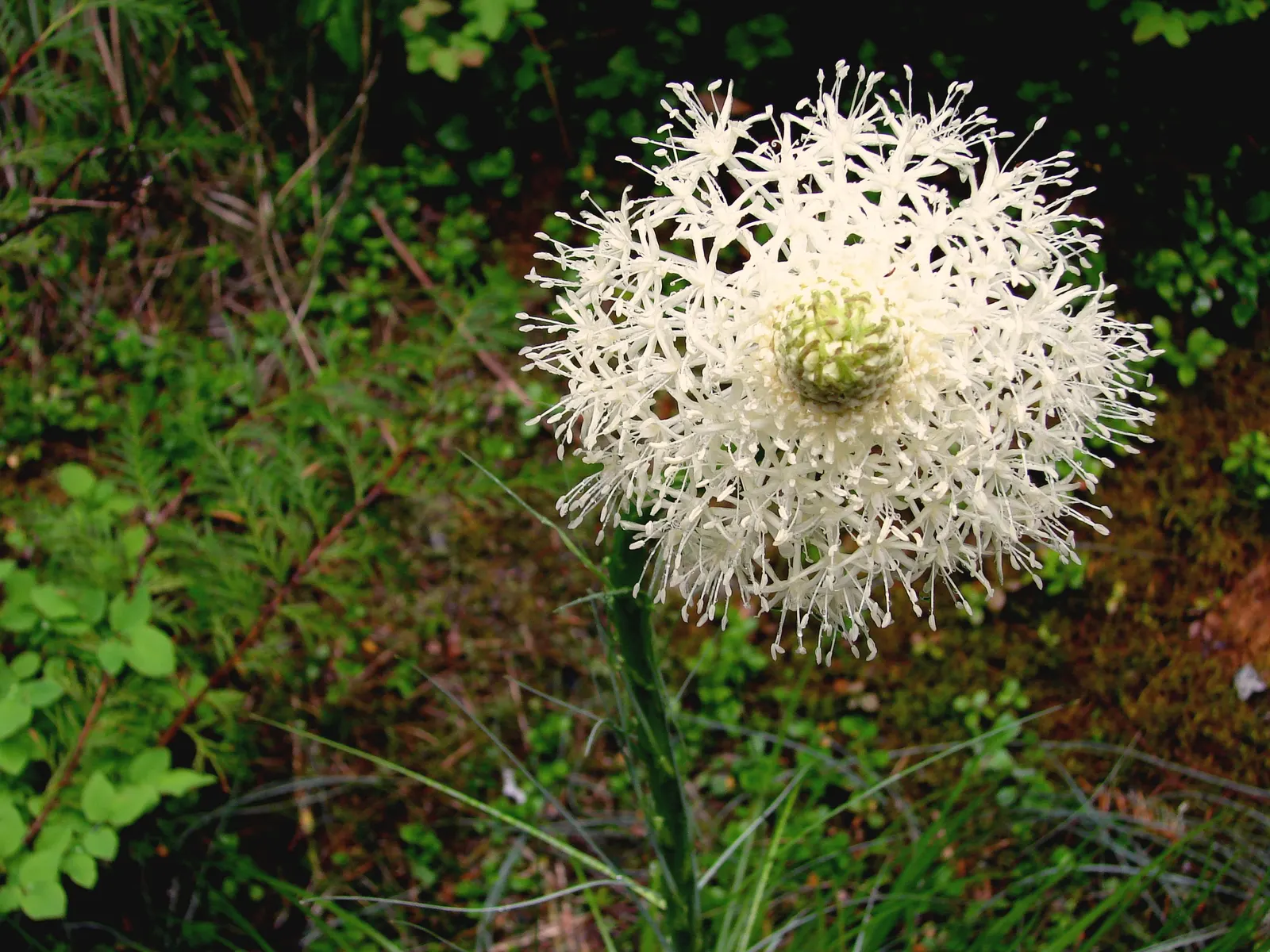 Sacahuista (Nolina microcarpa) — Its cream-colored blooms add subtle elegance in late spring; native to the southwestern United States