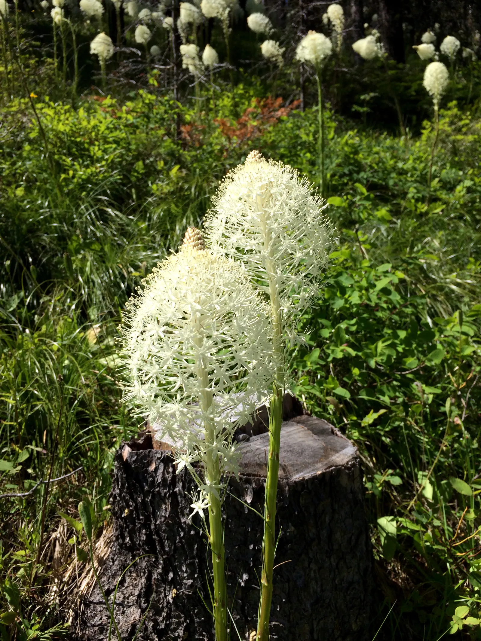 Sacahuista (Nolina microcarpa) — grass with green and white blooms; and their edges are finely serrated.<br><br>In late spring to early summer