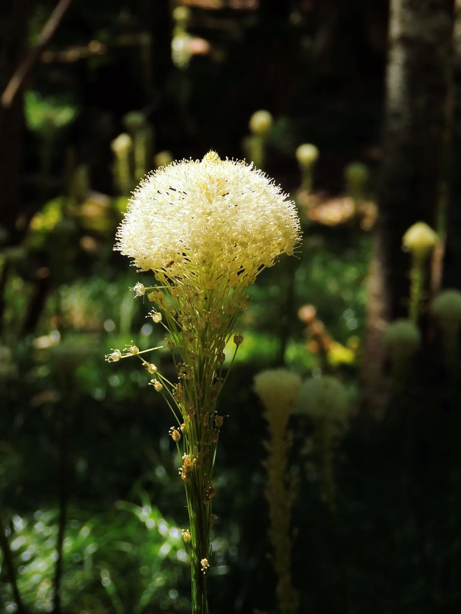 Sacahuista (Nolina microcarpa) — lending a distinct texture and form to garden designs; providing both visual interest and habitat for native wildlife