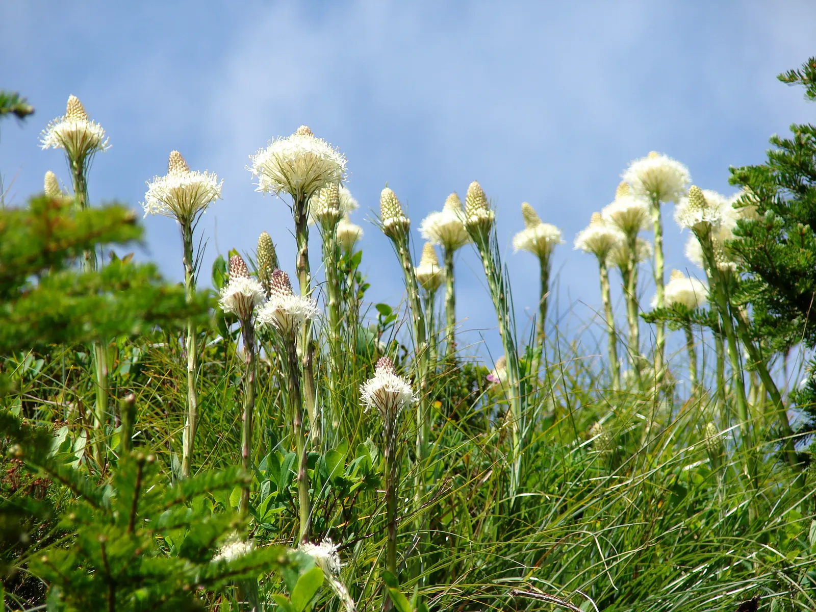 Sacahuista (Nolina microcarpa) — showy flower spikes that can rise 4 to 6 feet above the foliage