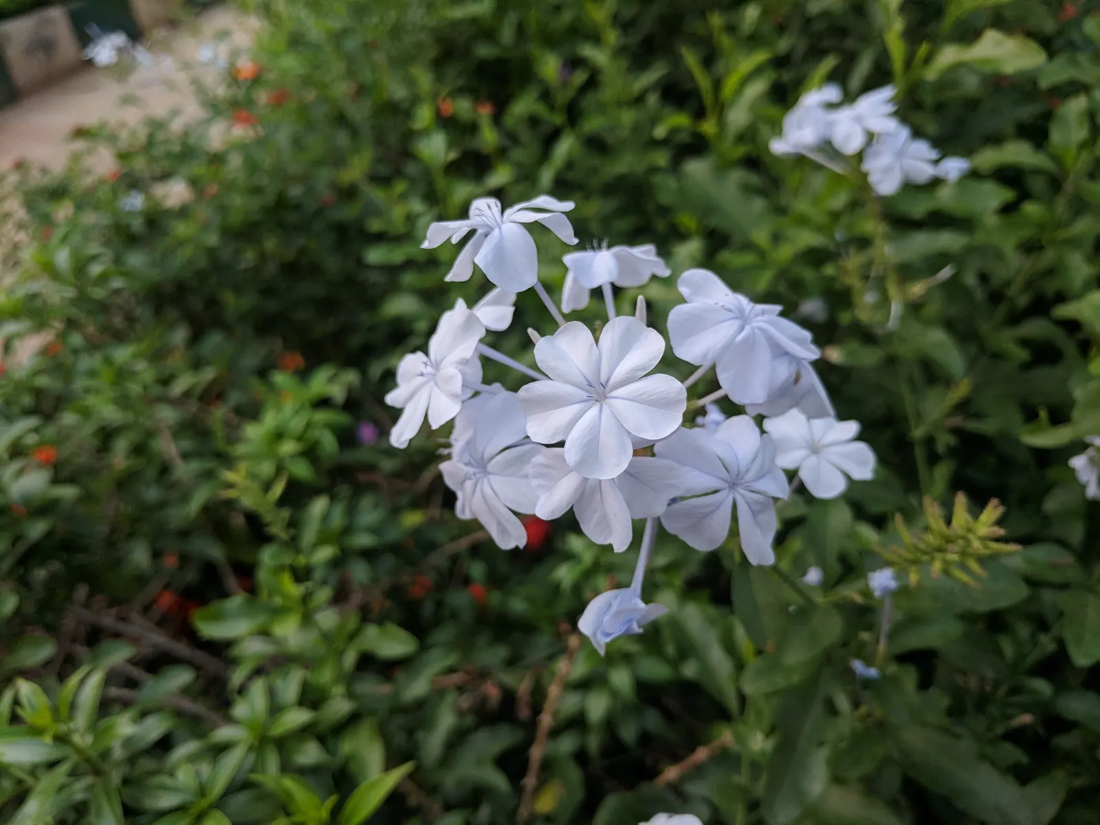 Cape Plumbago (Plumbago Auriculata) — fast grower offers a rambling structure; plumbago auriculata, or Cape Plumbago, is a versatile shrub reaching, image 124
