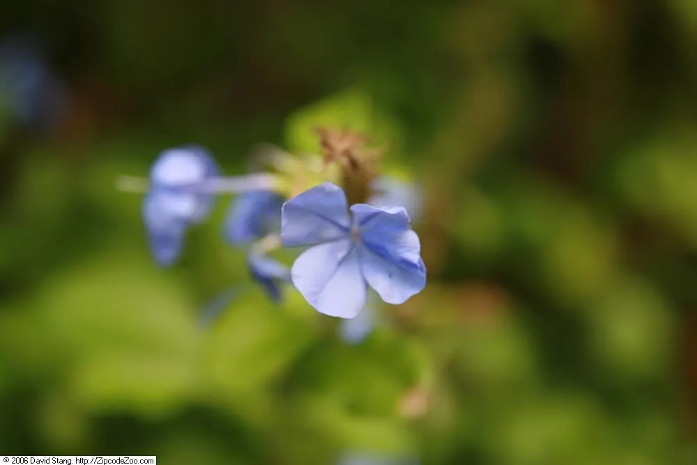 Cape Plumbago (Plumbago Auriculata) — particularly during prolonged dry spells; shrub with blue blooms, image 86