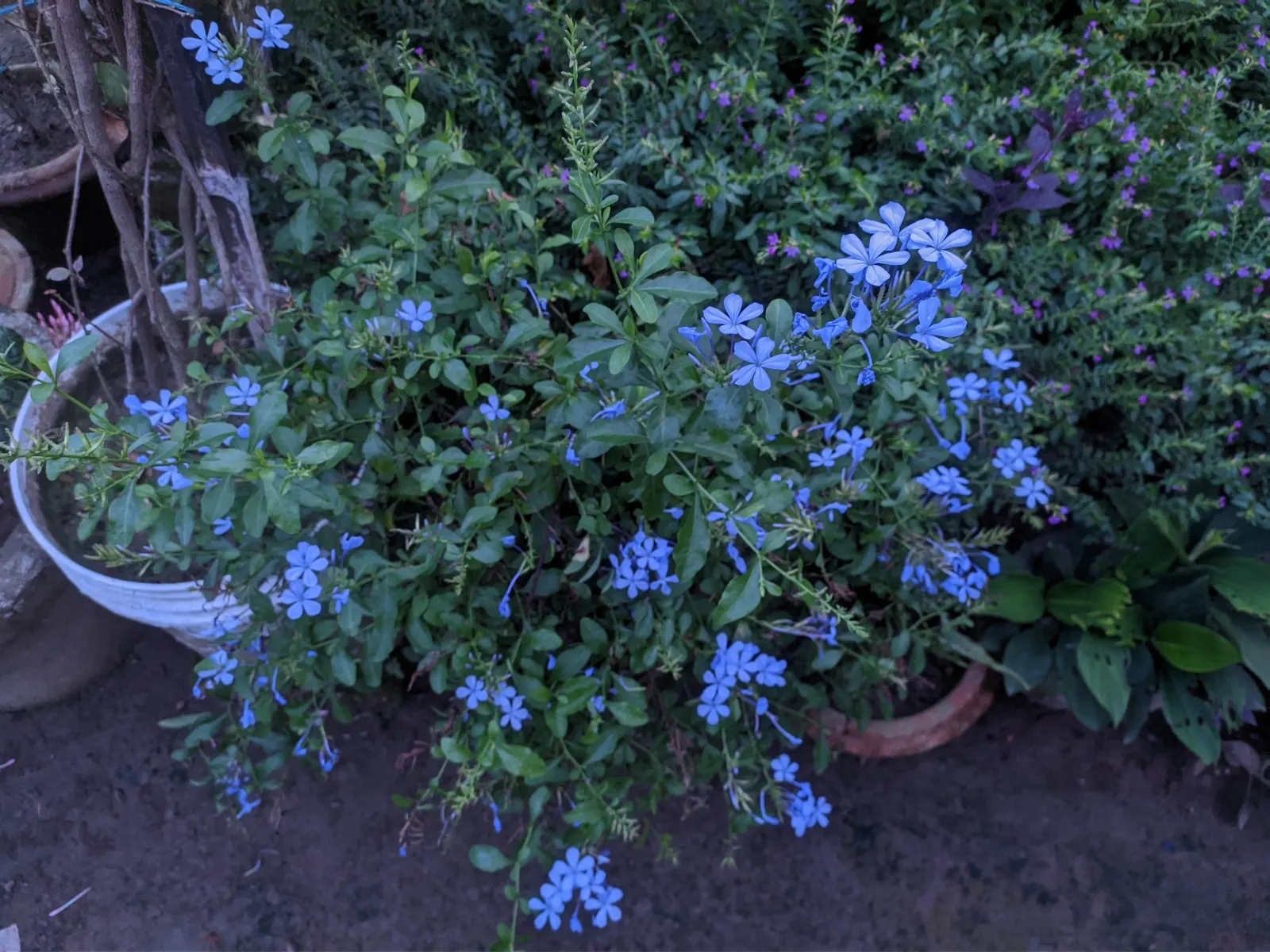 Cape Plumbago (Plumbago Auriculata) — which bloom profusely from spring to fall; they add not only visual interest but also aid in the ecological, image 89
