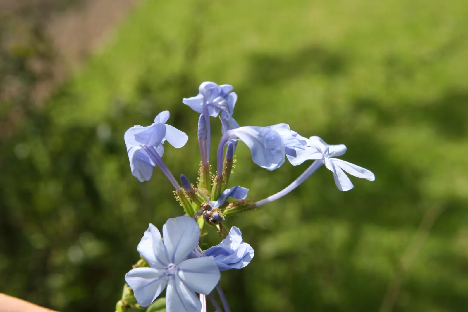 Cape Plumbago (Plumbago Auriculata) — Plumbago auriculata, or Cape Plumbago, is a versatile shrub reaching 5-6 feet in height and equally wide, image 121