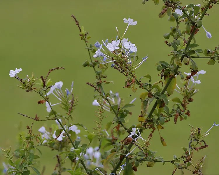 Cape Plumbago (Plumbago Auriculata) — Plumbago auriculata, or Cape Plumbago, is a versatile shrub reaching 5-6 feet in height and equally wide, image 97