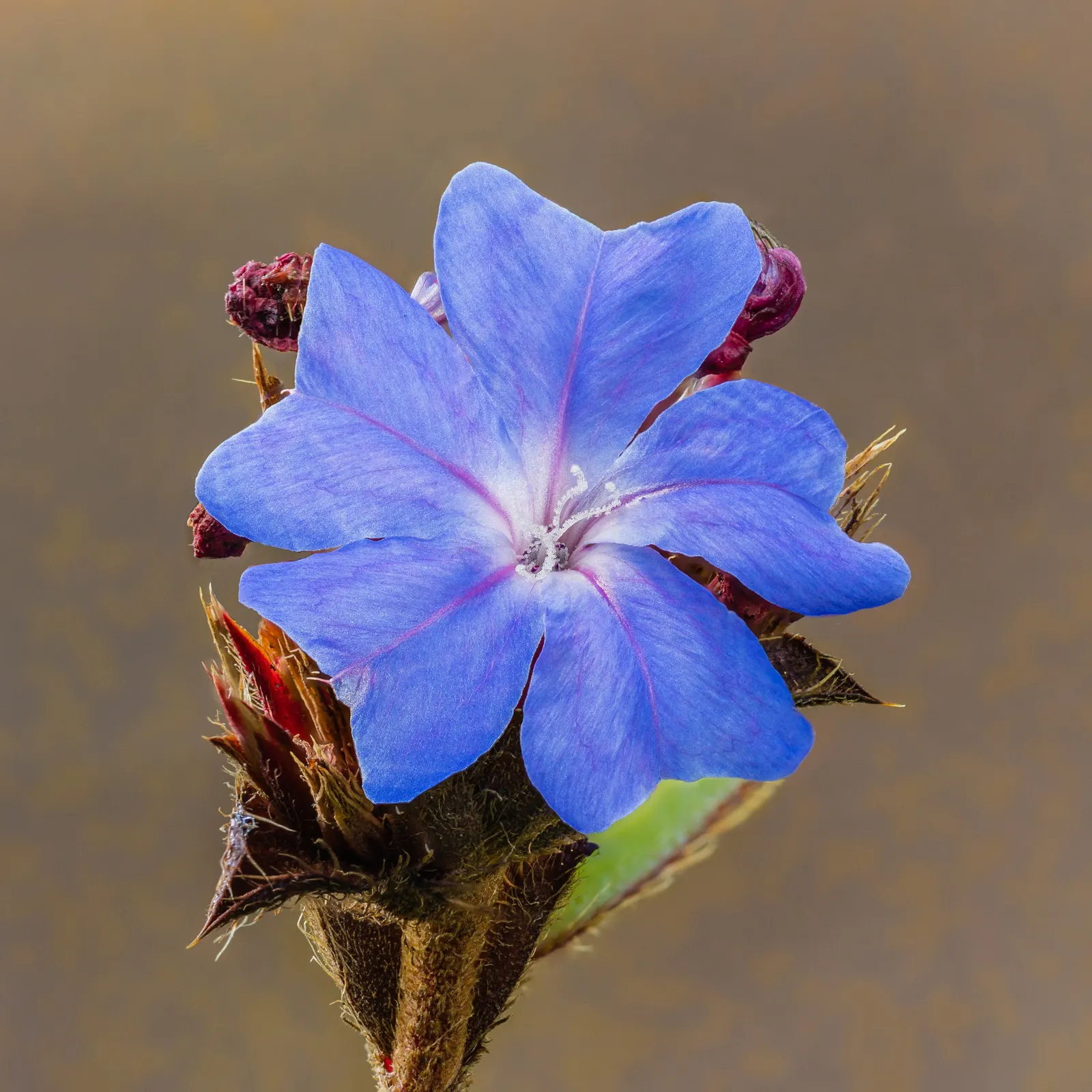 Cape Plumbago (Plumbago Auriculata) — it requires regular watering; will maintain its shape and encourage denser growth.<br><br>Its phlox-like, image 61