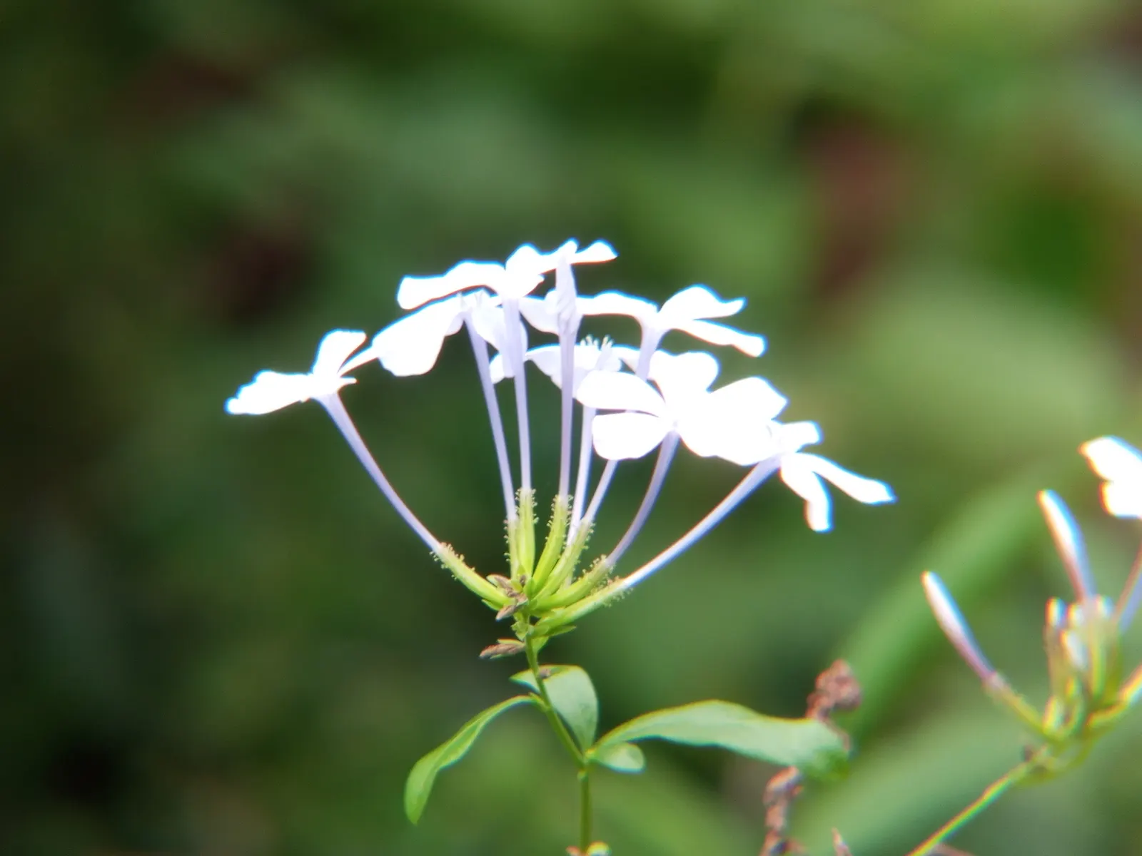 Cape Plumbago (Plumbago Auriculata) — It showcases sky-blue flowers nearly year-round in warm regions; though it tolerates a variety of soil, image 122