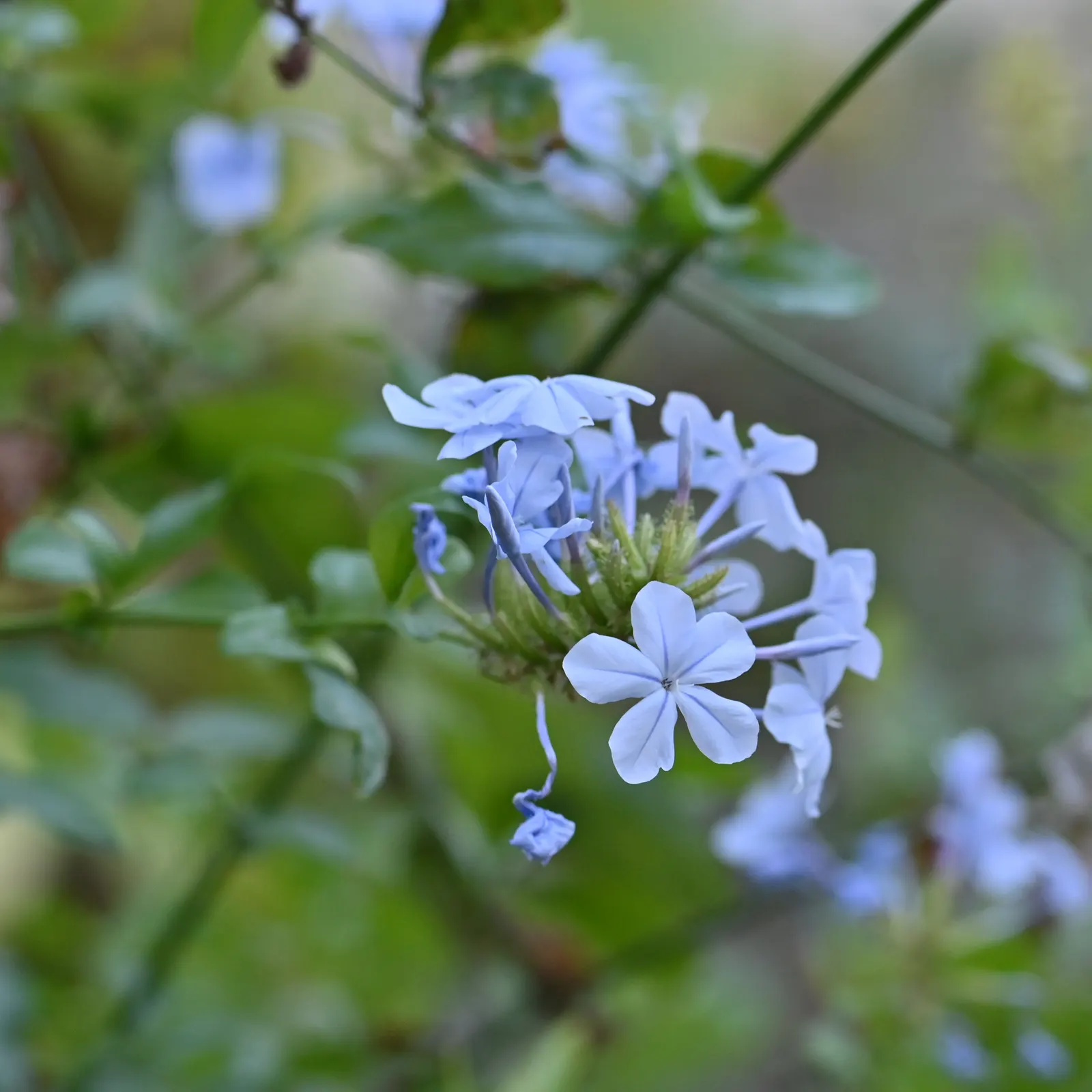 Cape Plumbago (Plumbago Auriculata) — ideally in the late winter or early spring; and is known for attracting butterflies and other pollinators, image 87