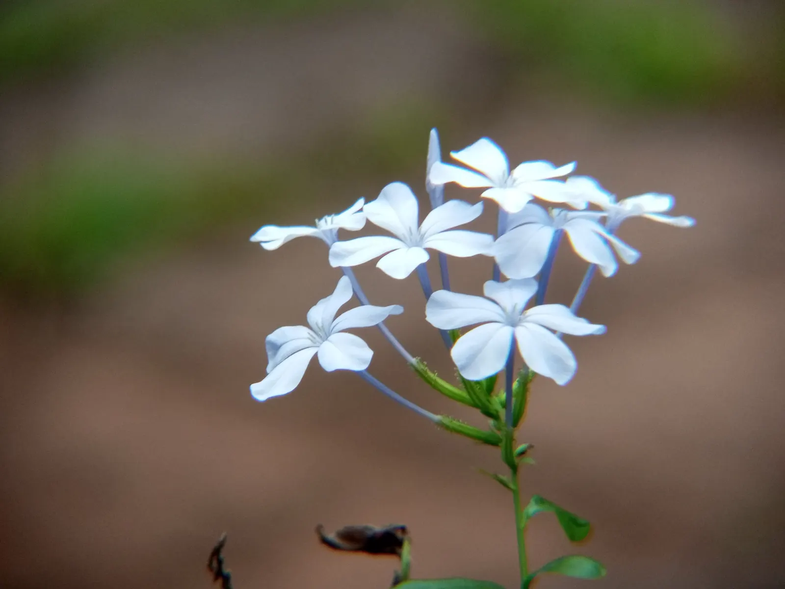 Cape Plumbago (Plumbago Auriculata) — Cape Plumbago (Plumbago auriculata); blue flowers in the garden, image 103