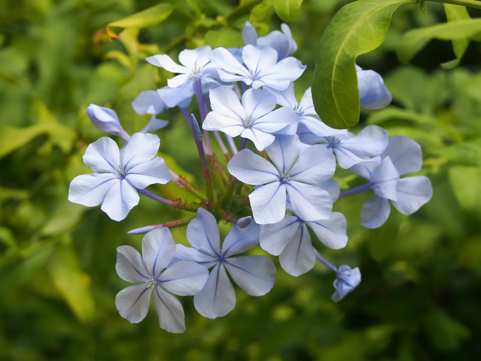 Cape Plumbago (Plumbago Auriculata) — shrub with blue blooms; particularly during prolonged dry spells, image 95