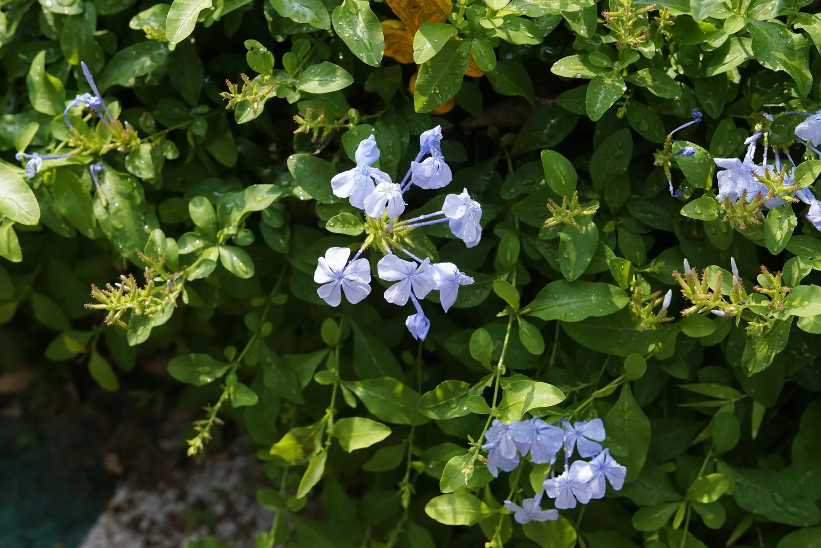 Cape Plumbago (Plumbago Auriculata) — and is known for attracting butterflies and other pollinators; ideally in the late winter or early spring, image 126