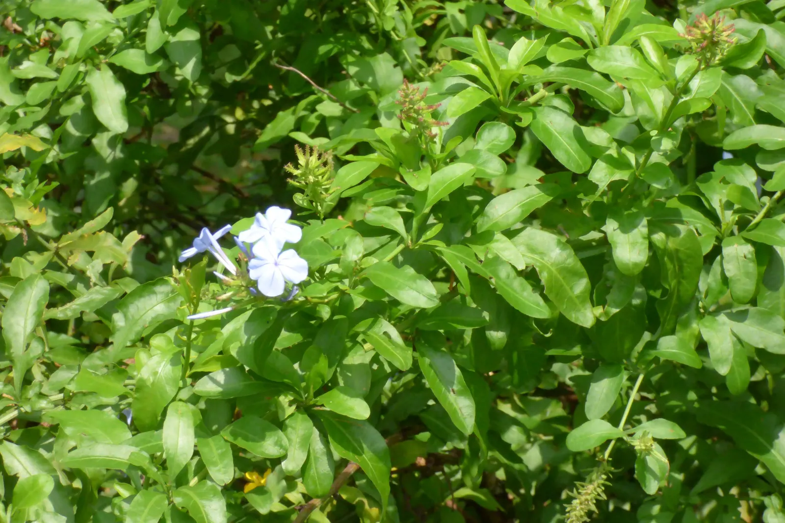 Cape Plumbago (Plumbago Auriculata) — Hardy in USDA zones 9-11, it enjoys full sun to partial shade, and requires moderate watering; offer a true, image 123