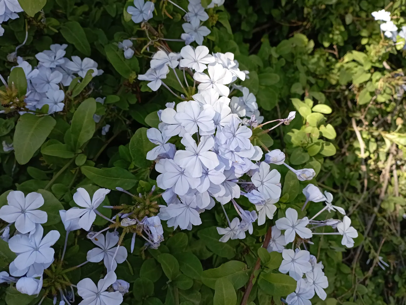 Cape Plumbago (Plumbago Auriculata) — Plumbago auriculata, or Cape Plumbago, is a versatile shrub reaching 5-6 feet in height and equally wide, image 73