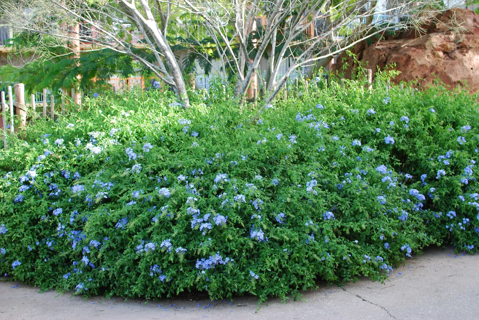 Cape Plumbago (Plumbago Auriculata) — it is also an excellent choice for providing quick coverage or for hiding unsightly areas; shrub for full or, image 93