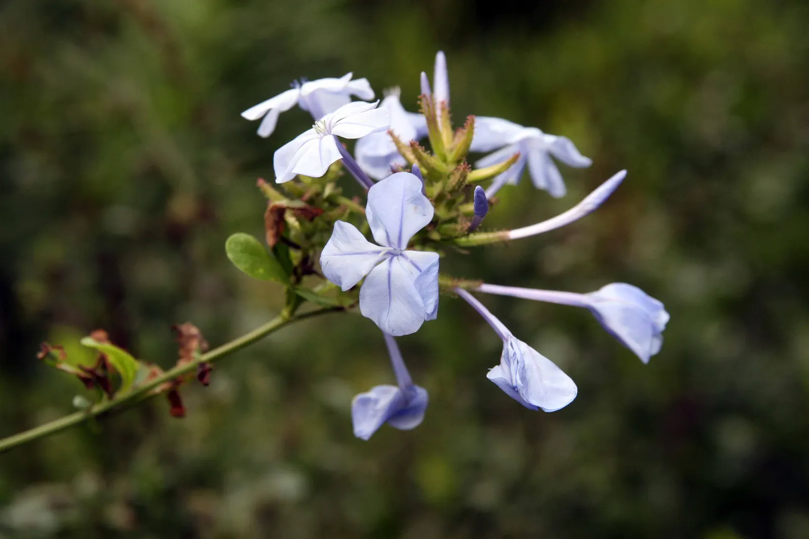 Cape Plumbago (Plumbago Auriculata) — also recognized as the sky flower; perfect for hedges or as a climber on trellises, image 104
