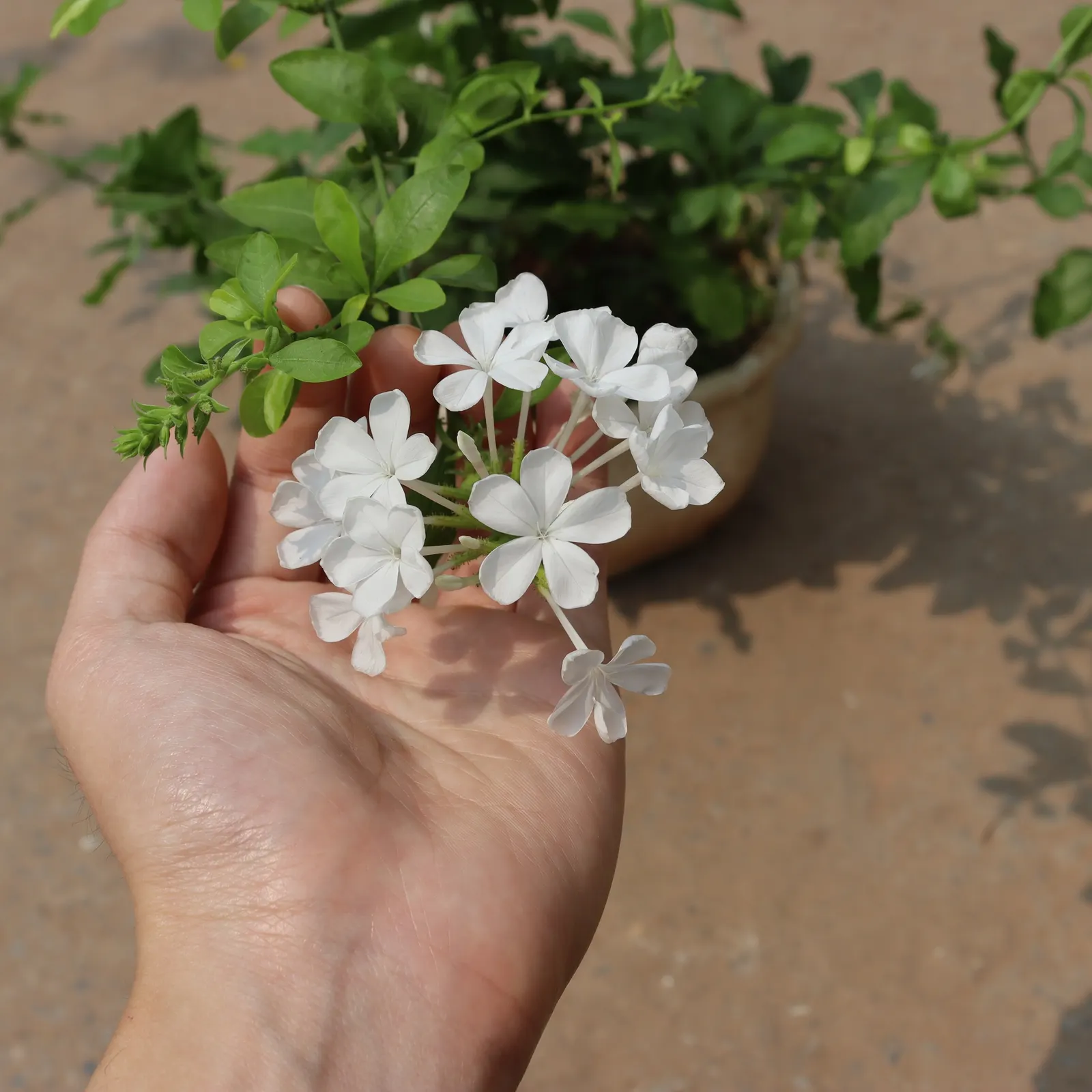 Cape Plumbago (Plumbago Auriculata) — Attracting butterflies and other pollinators; allowing for a flexible use as either a foundation plant, image 115
