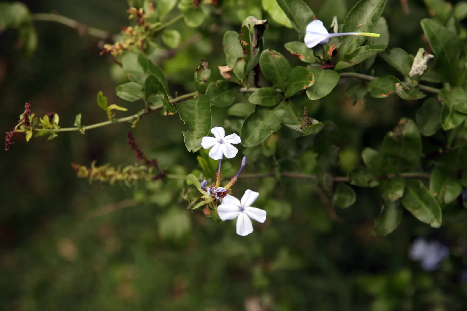 Cape Plumbago (Plumbago Auriculata) — presents an enchanting addition to any landscape design with its vibrant blue blossoms and lush foliage, image 81