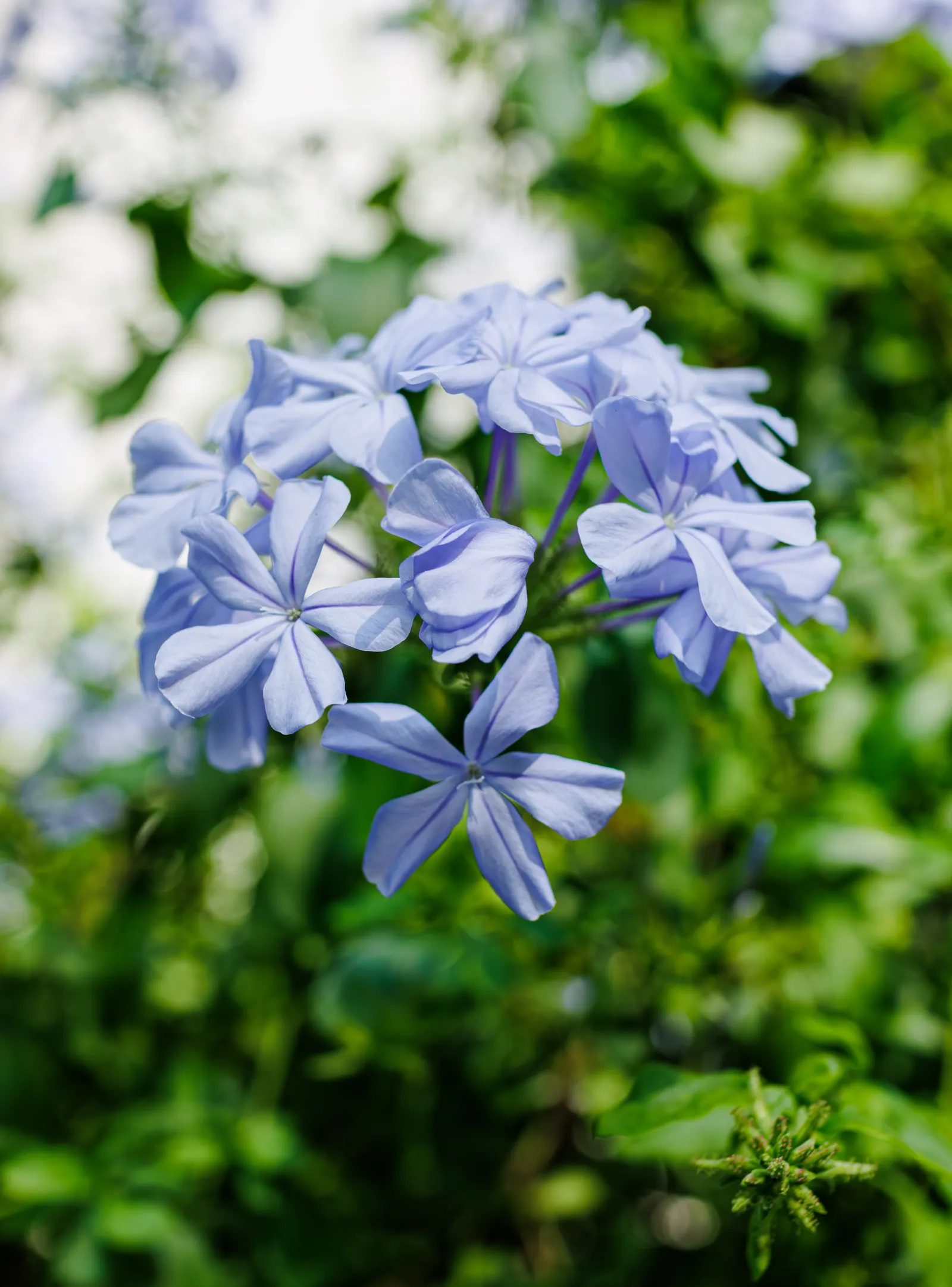 Cape Plumbago (Plumbago Auriculata) — It showcases sky-blue flowers nearly year-round in warm regions; though it tolerates a variety of soil, image 98