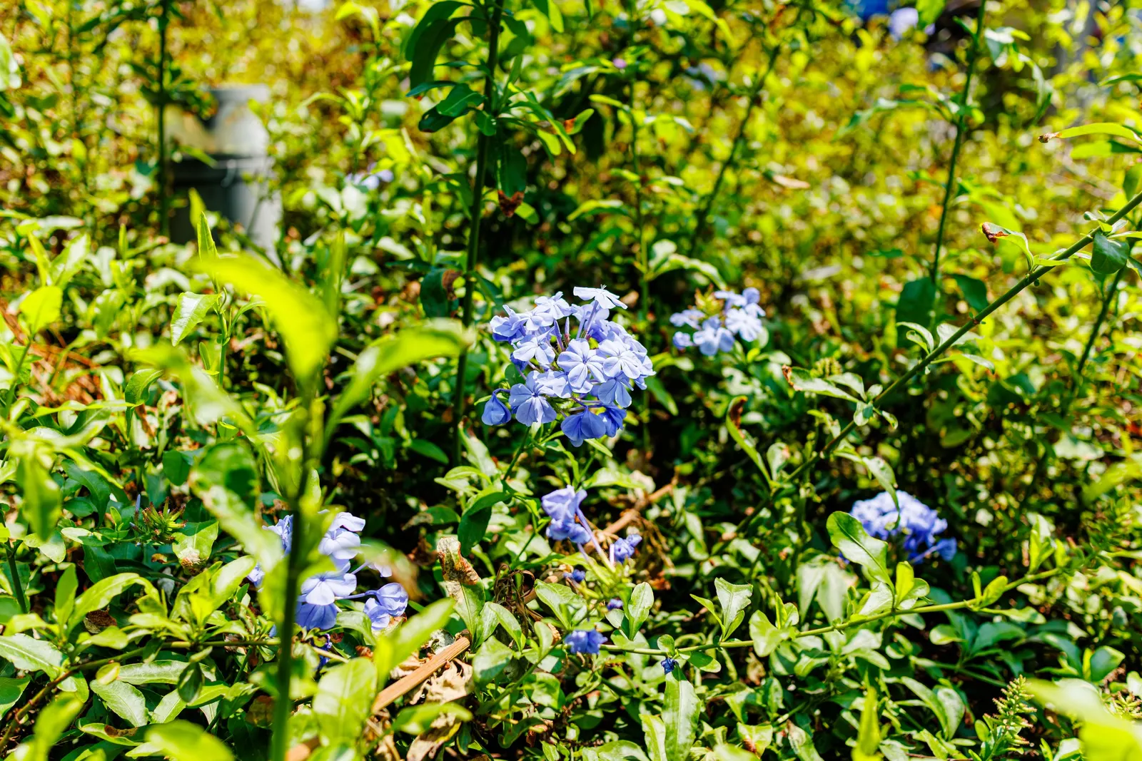 Cape Plumbago (Plumbago Auriculata) — it requires regular watering; will maintain its shape and encourage denser growth.<br><br>Its phlox-like, image 109