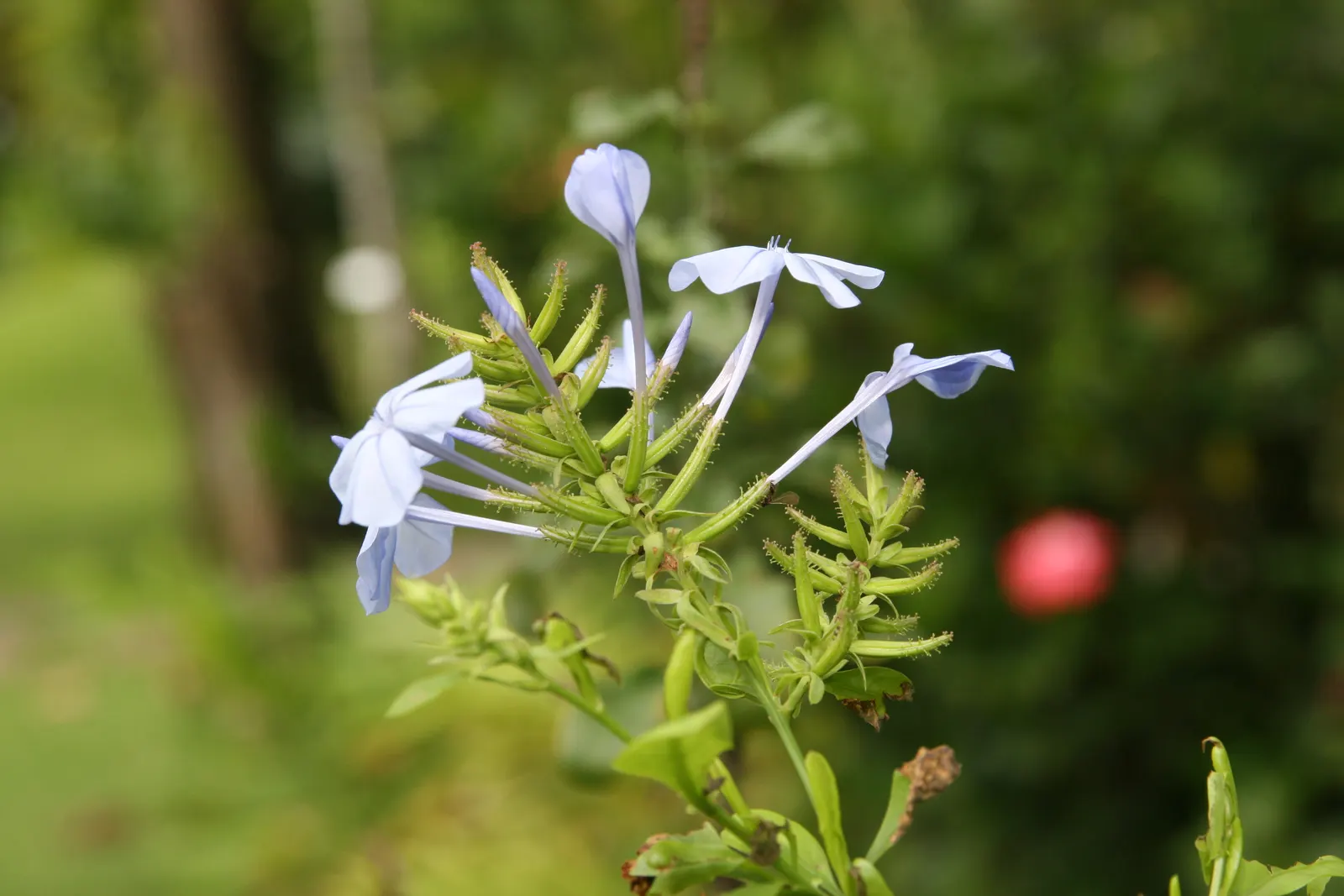 Cape Plumbago (Plumbago Auriculata) — and is known for attracting butterflies and other pollinators; ideally in the late winter or early spring, image 102