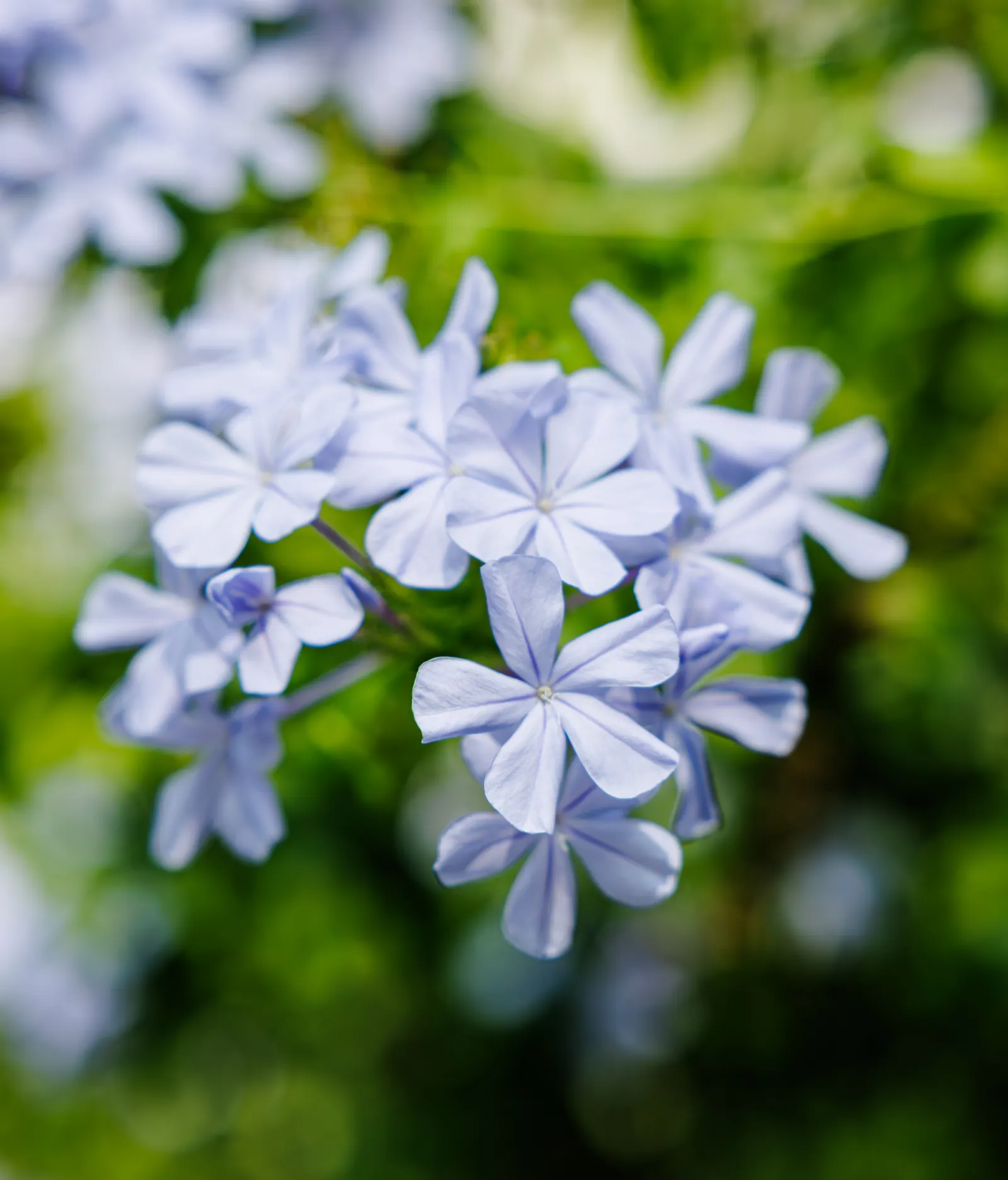Cape Plumbago (Plumbago Auriculata) — Hardy in USDA zones 9-11, it enjoys full sun to partial shade, and requires moderate watering; offer a true, image 99