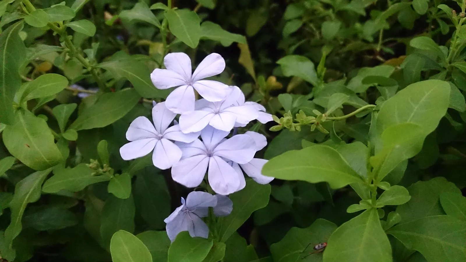 Cape Plumbago (Plumbago Auriculata) — perfect for hedges or as a climber on trellises; also recognized as the sky flower, image 77
