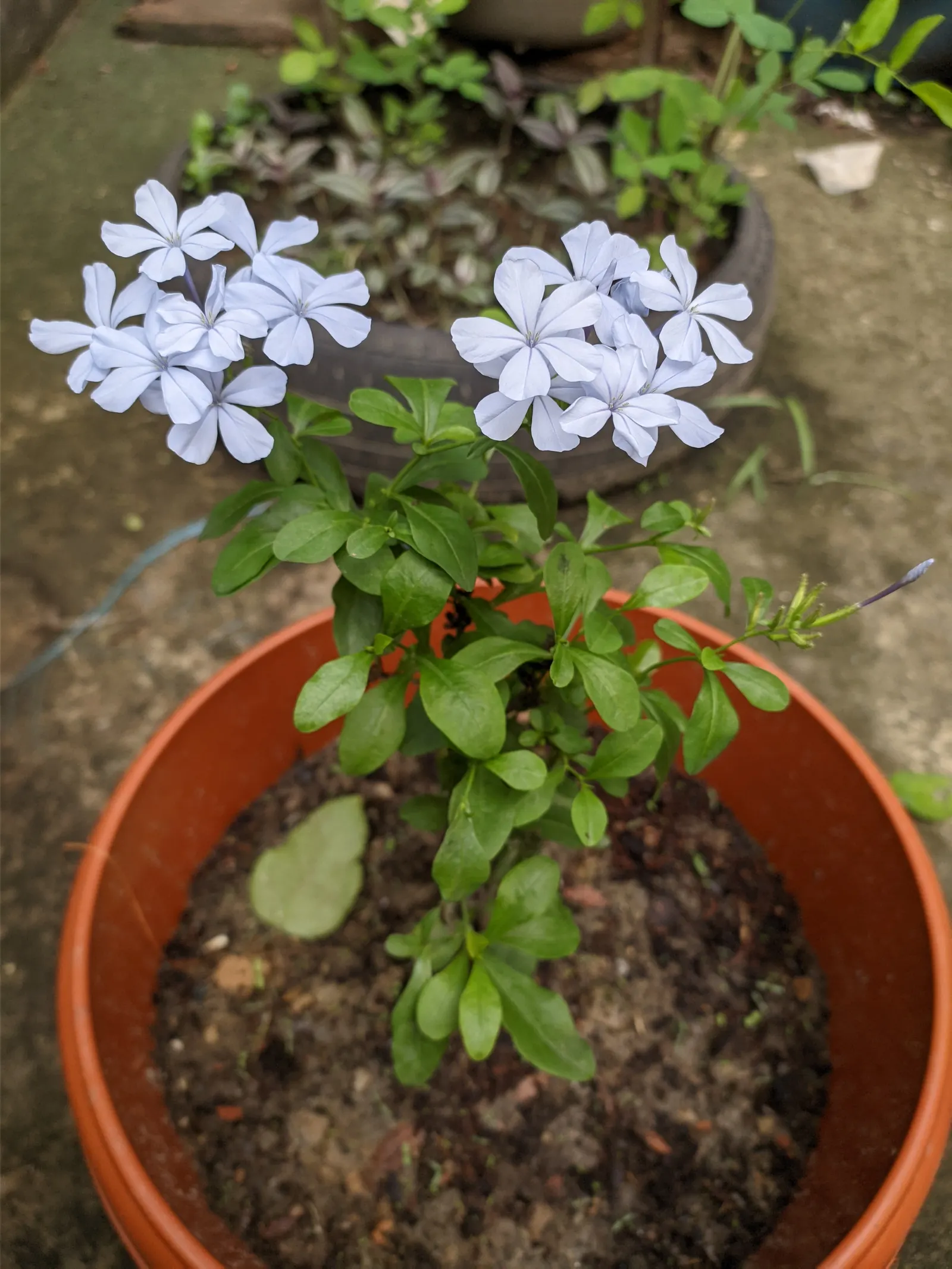 Cape Plumbago (Plumbago Auriculata) — offer a true spectacle of color; hardy in USDA zones 9-11, it enjoys full sun to partial shade, and requires, image 90