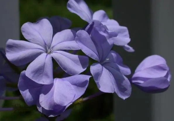 Cape Plumbago (Plumbago Auriculata) — Though it tolerates a variety of soil conditions; it showcases sky-blue flowers nearly year-round in warm, image 83