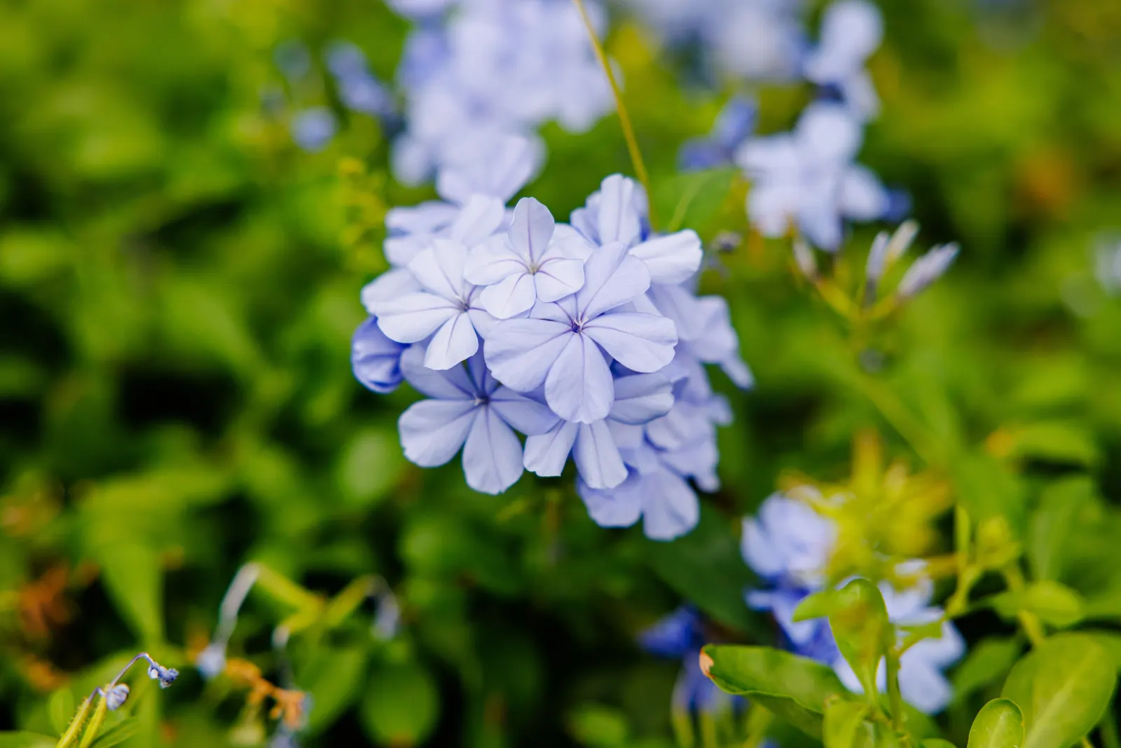 Cape Plumbago (Plumbago Auriculata) — It showcases sky-blue flowers nearly year-round in warm regions; though it tolerates a variety of soil, image 74