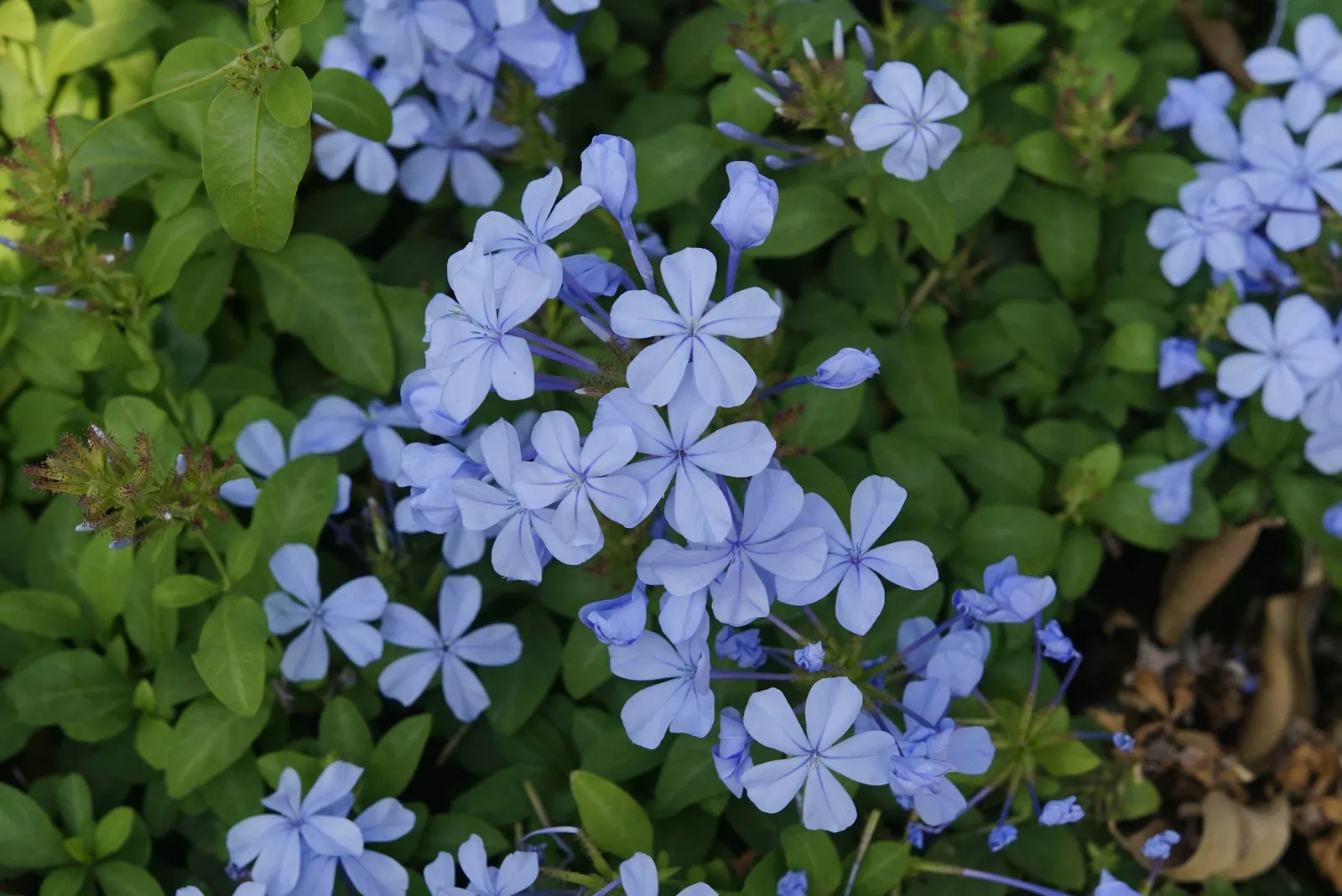 Cape Plumbago (Plumbago Auriculata) — offer a true spectacle of color; hardy in USDA zones 9-11, it enjoys full sun to partial shade, and requires, image 66